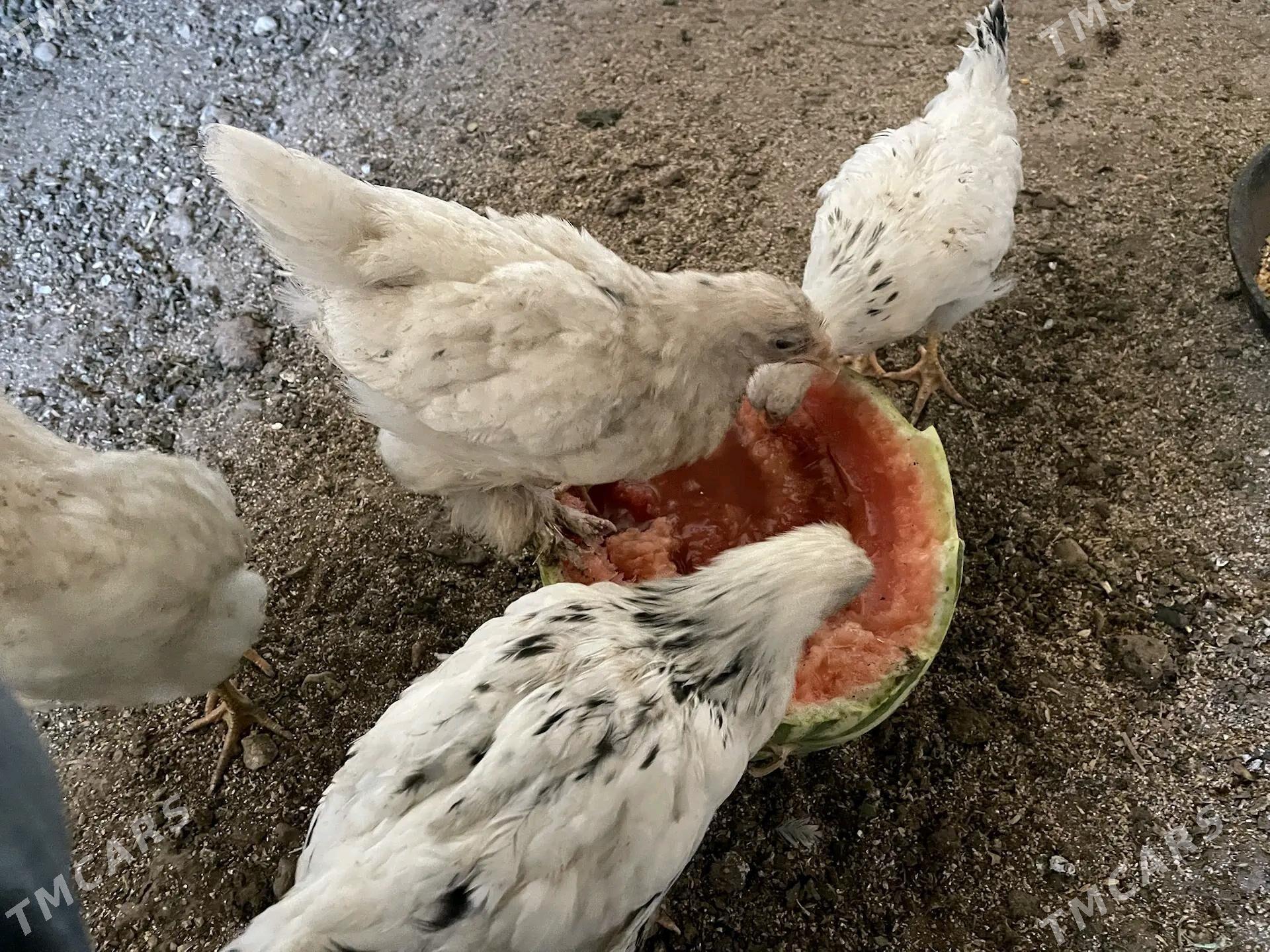 Цызарка - Balkanabat - img 3