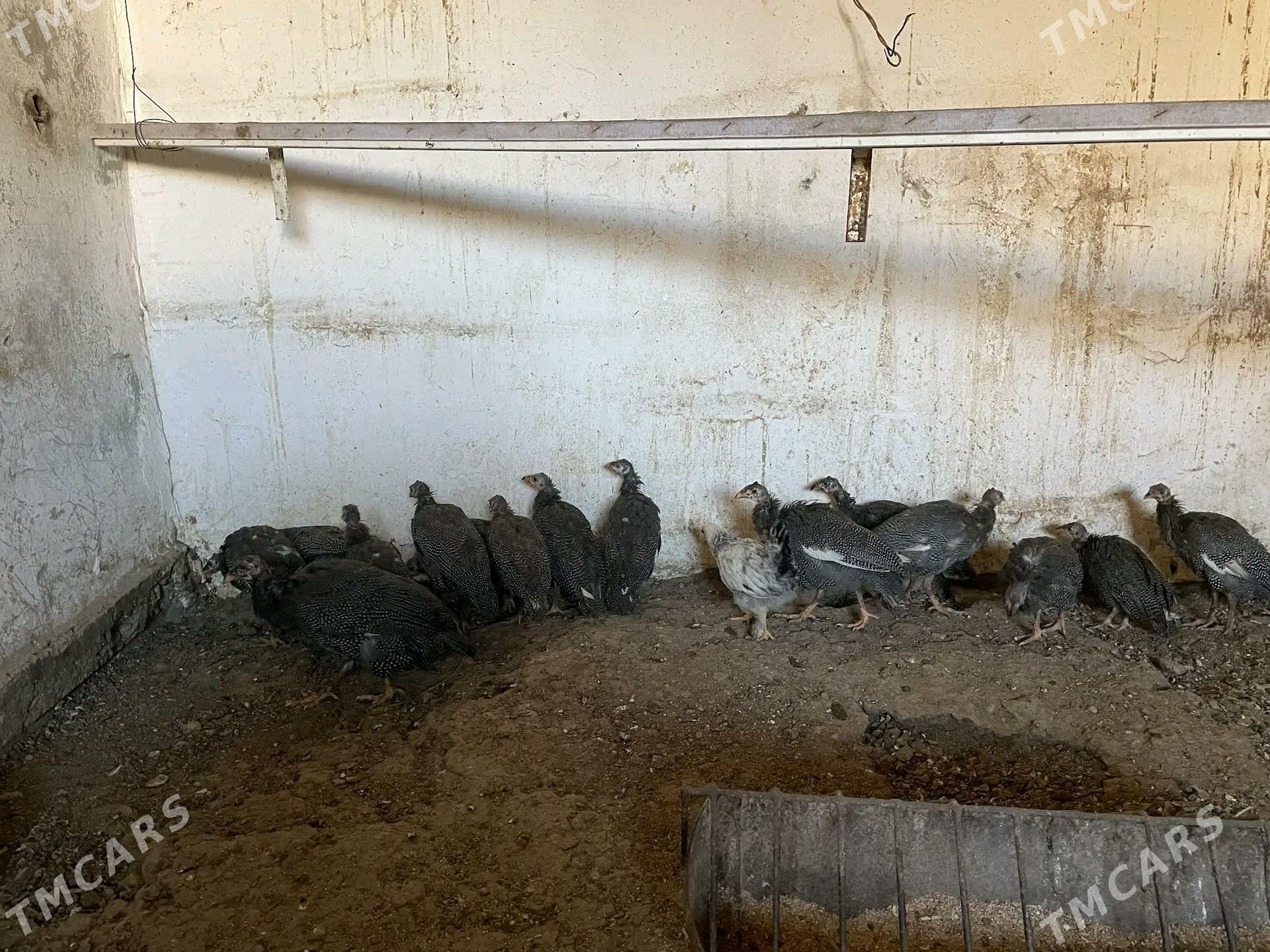 Цызарка - Balkanabat - img 1