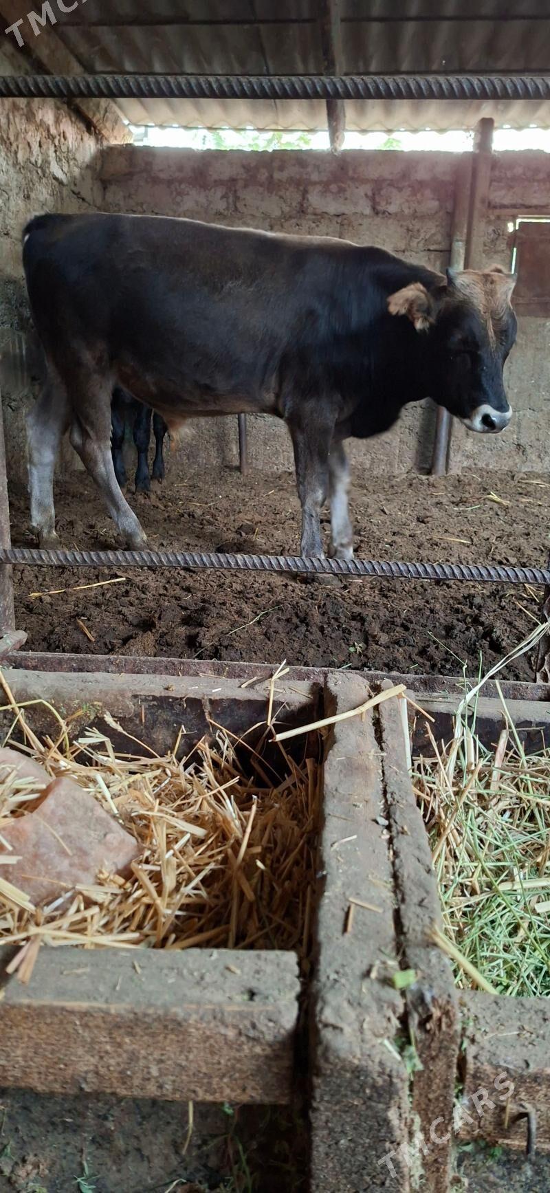 Öküz - Büzmeýin - img 2