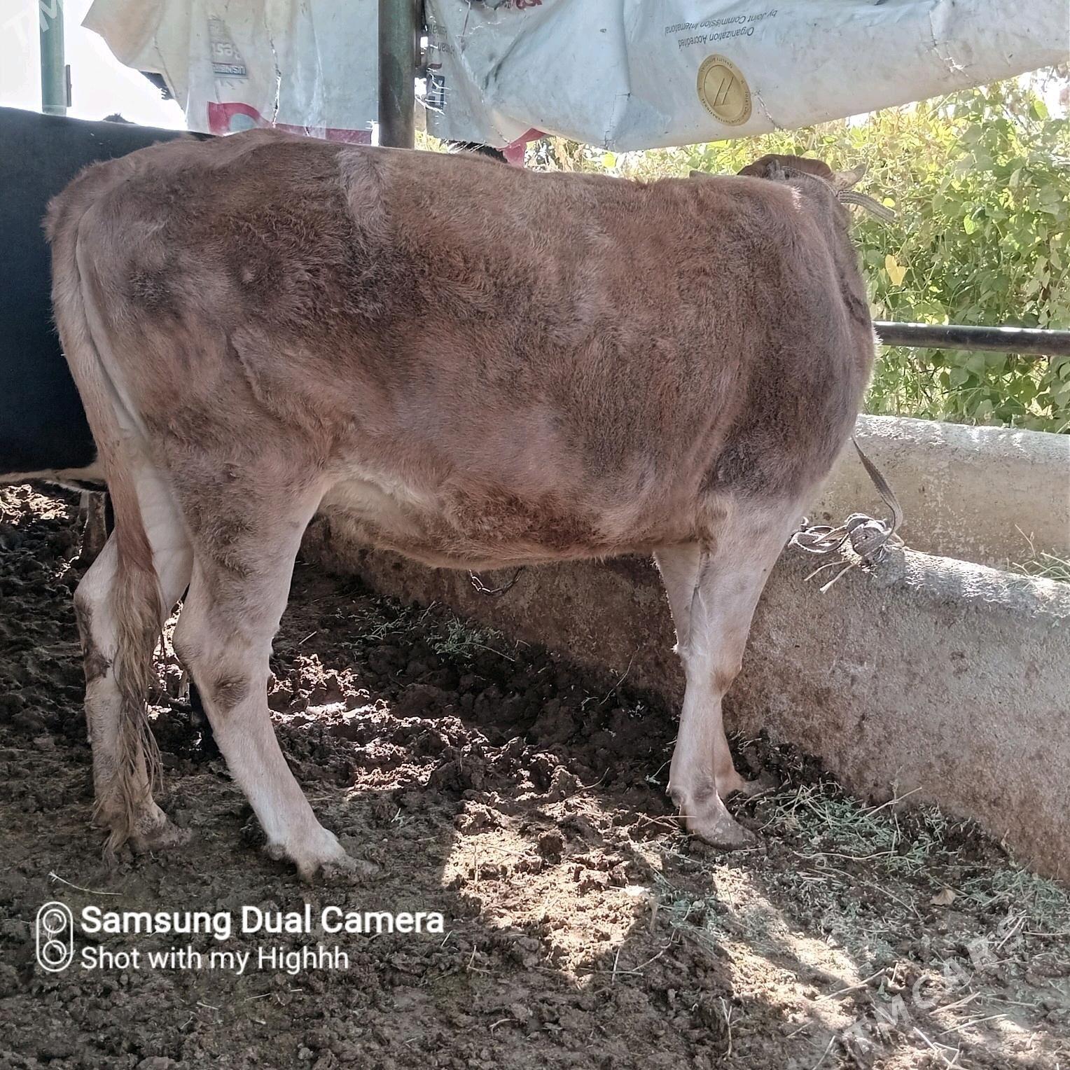 bakylan tuwe okuz sygyr - Gökdepe - img 2