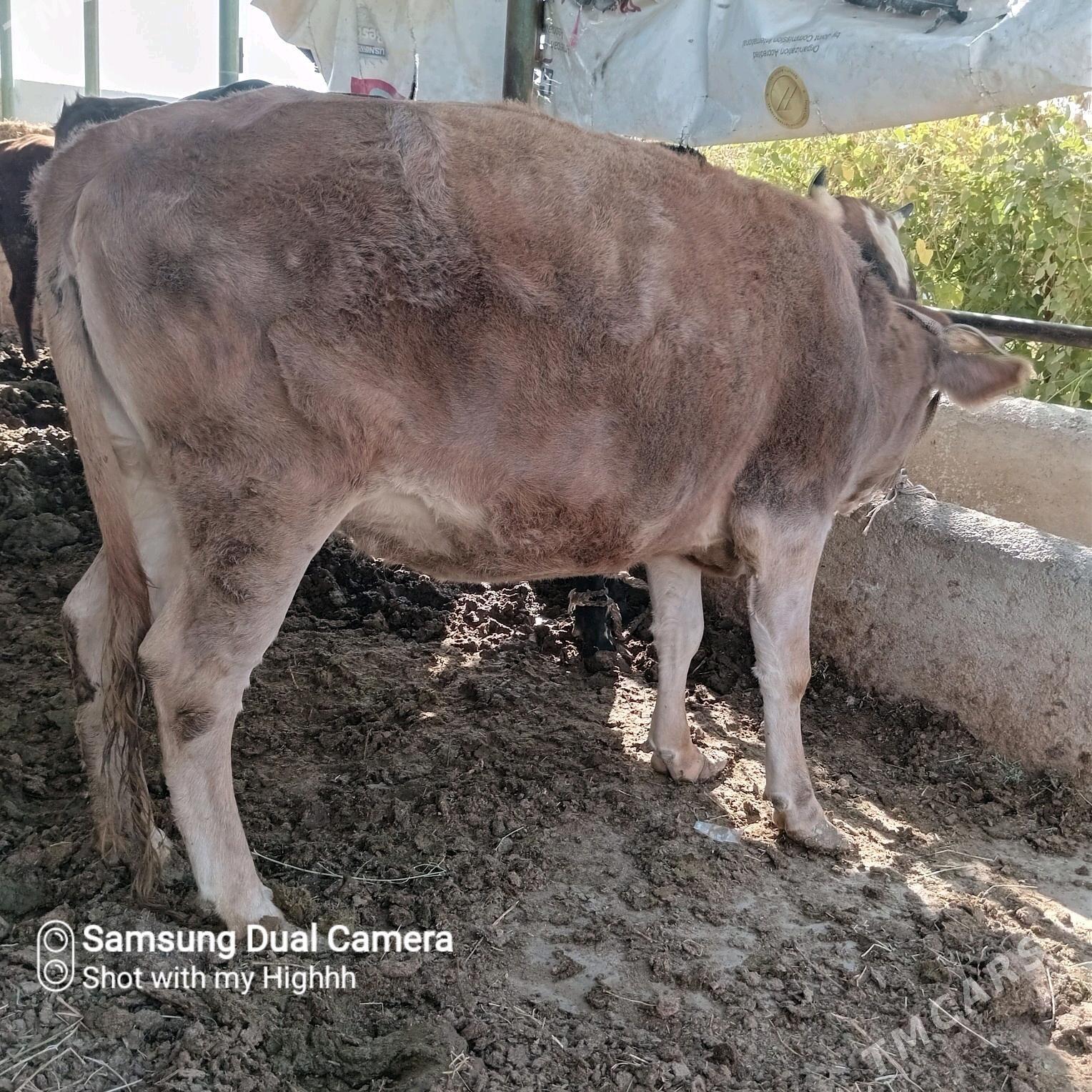 bakylan tuwe okuz sygyr - Gökdepe - img 3