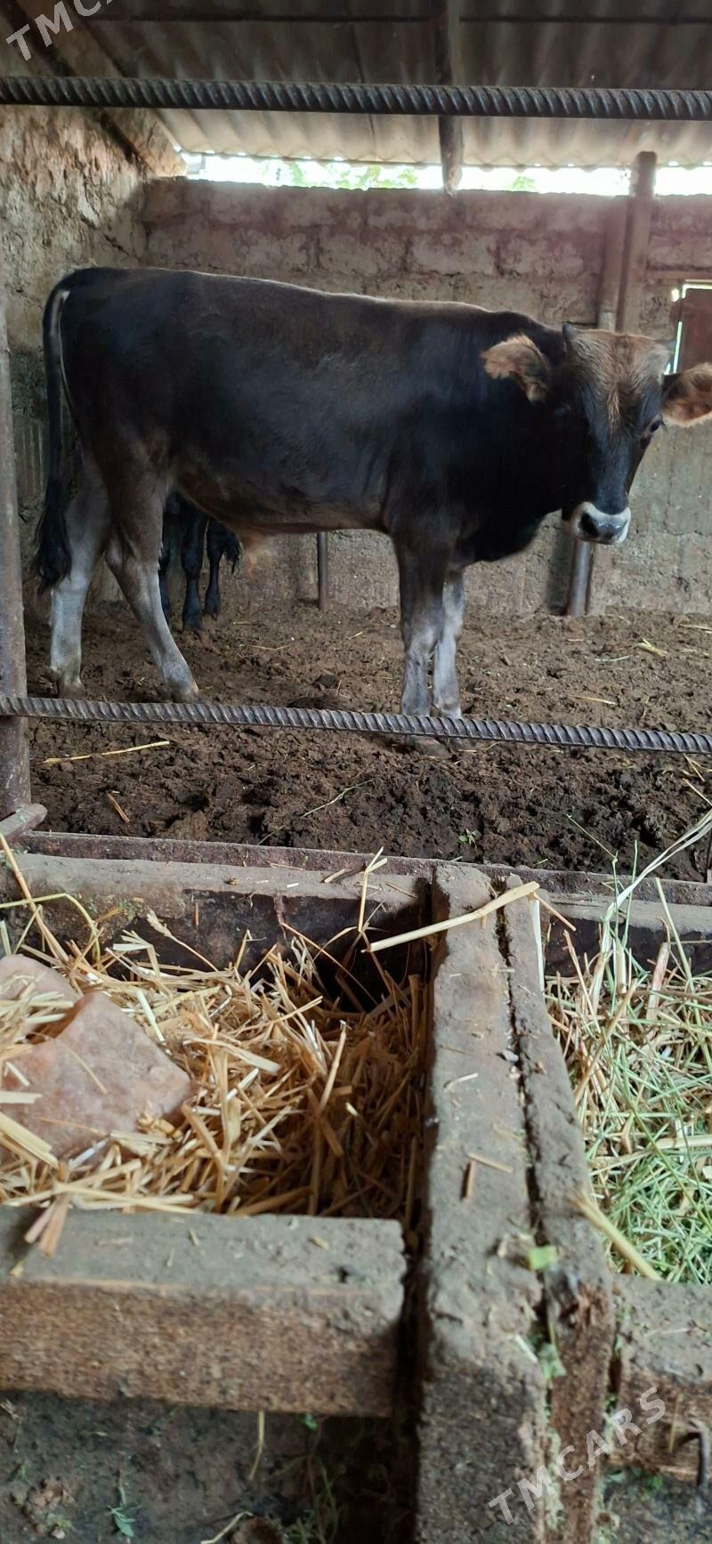 Öküz - Büzmeýin - img 3