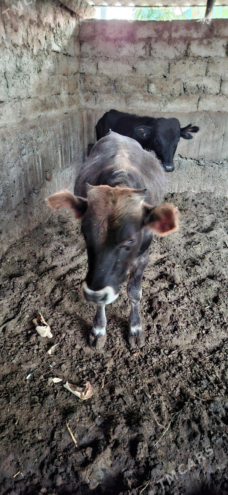 Öküz - Büzmeýin - img 4