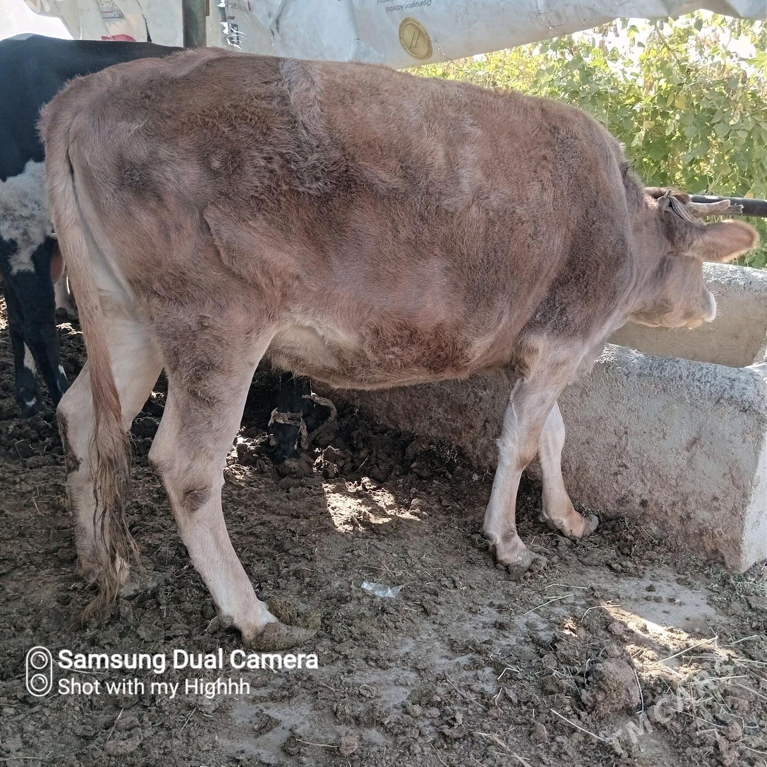 bakylan tuwe okuz sygyr - Gökdepe - img 4