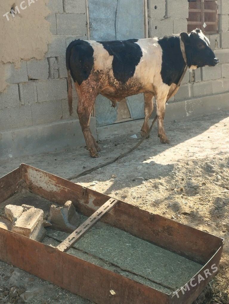 GALİŞTEÝN GİBRİT OKUZ - Бахарден - img 2