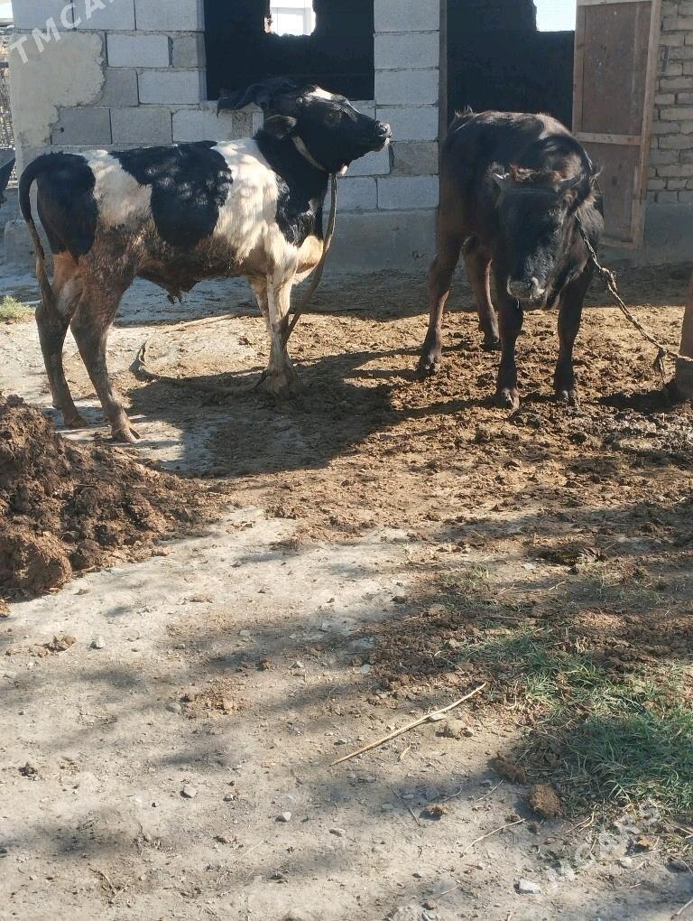 GALİŞTEÝN GİBRİT OKUZ - Бахарден - img 6