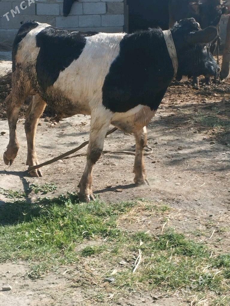 GALİŞTEÝN GİBRİT OKUZ - Бахарден - img 4