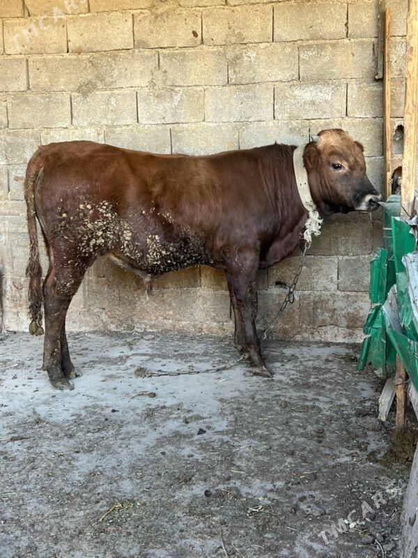 okuz - Aşgabat - img 4