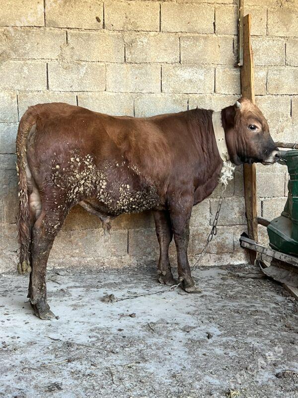 okuz - Aşgabat - img 2