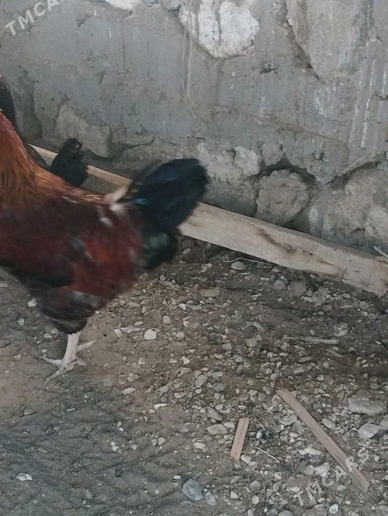 horaz - Гумдаг - img 2