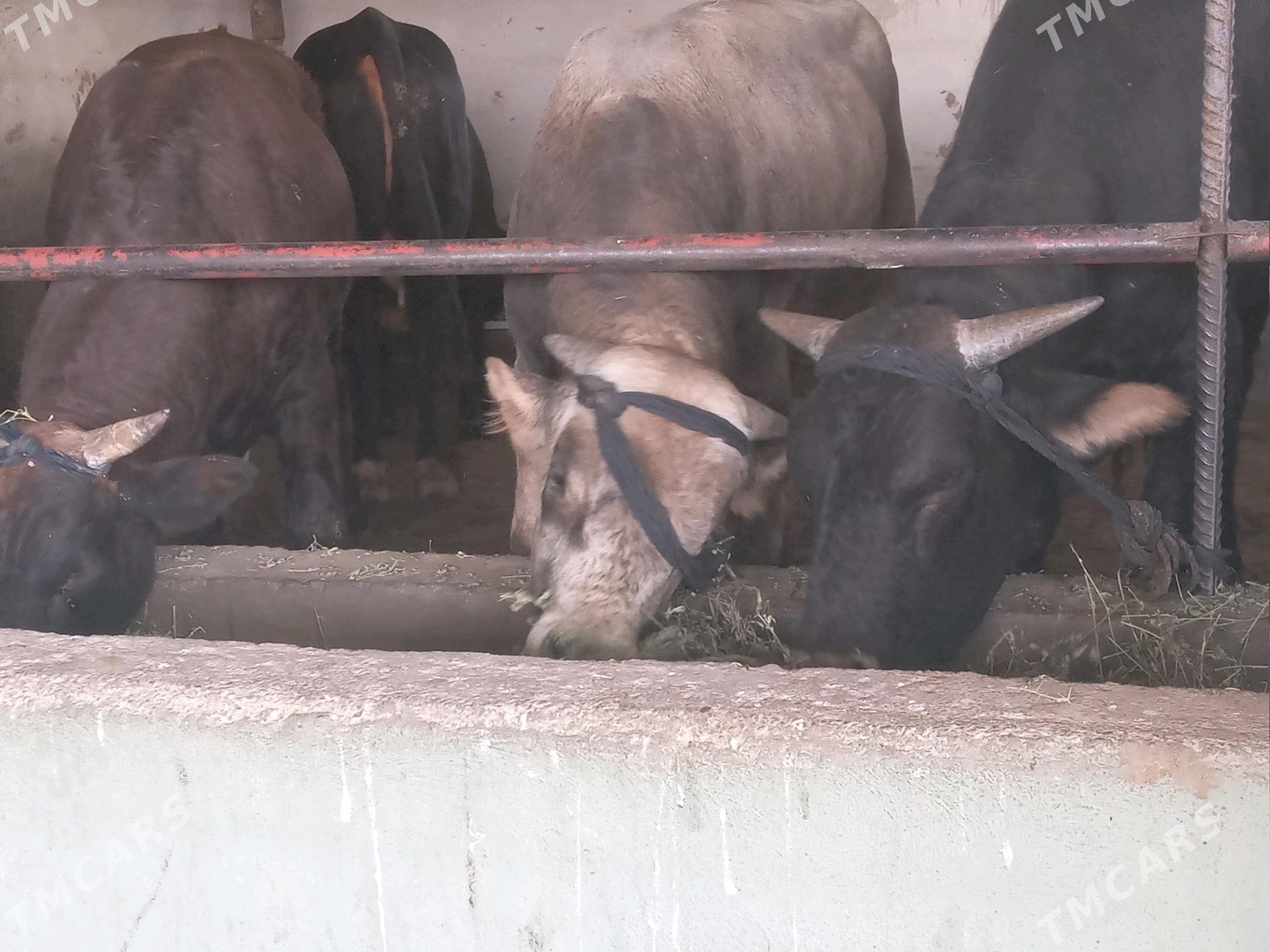 okizler - Büzmeýin - img 6