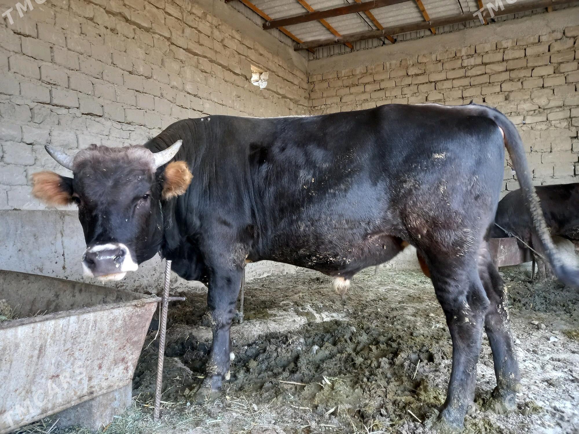 OKUZ - Bäherden - img 2