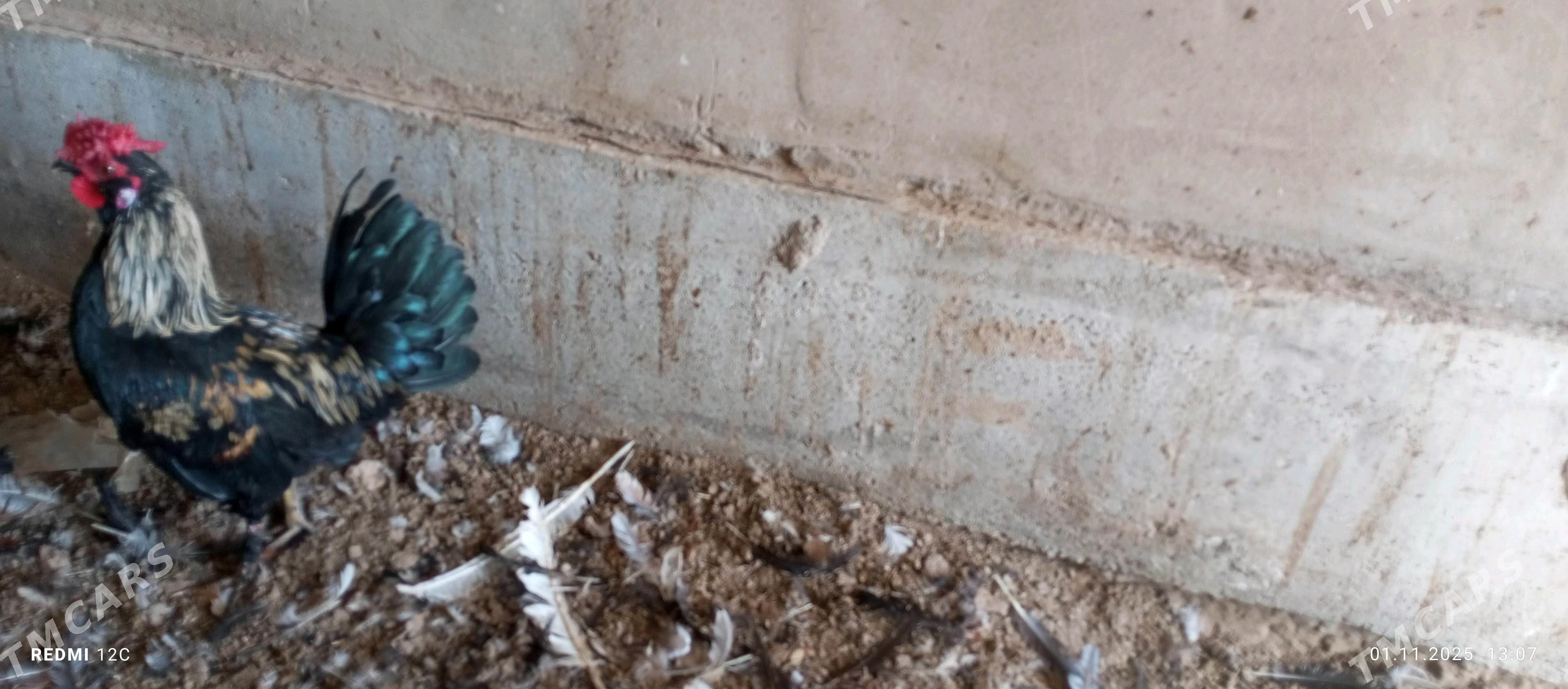 käkkarlik horaz - Векильбазар - img 5