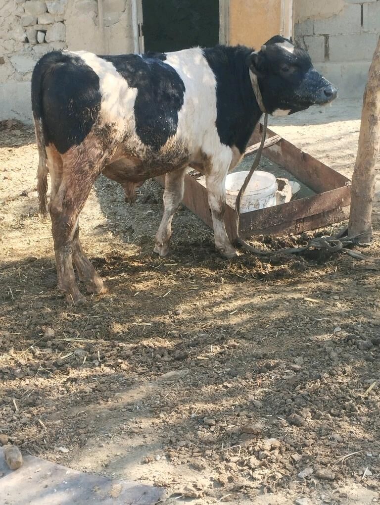 GALİŞTEÝN GİBRİT OKUZ - Бахарден - img 7