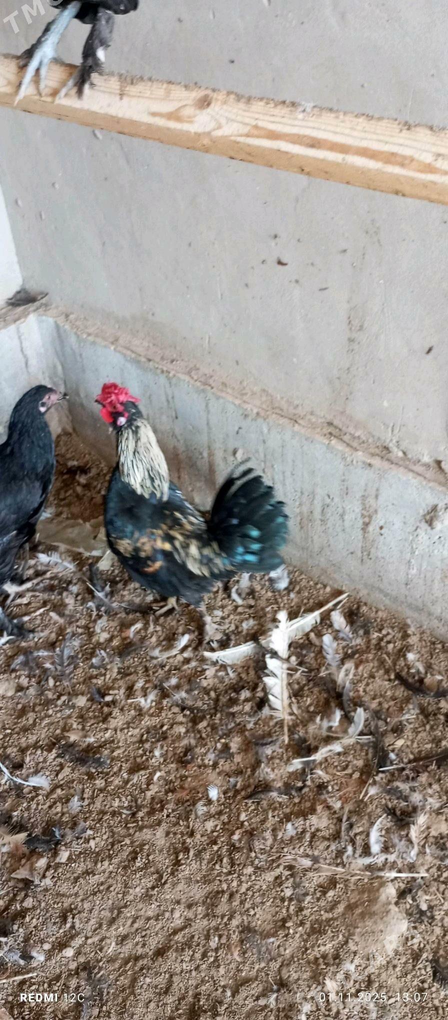 käkkarlik horaz - Векильбазар - img 6