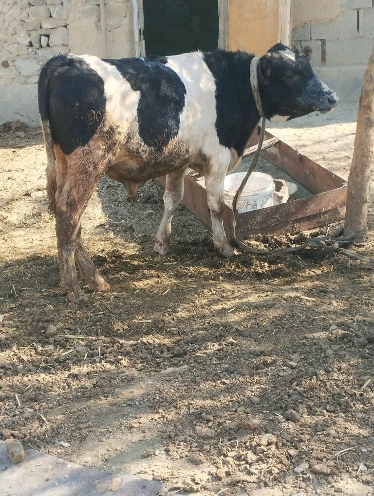 GALİŞTEÝN GİBRİT OKUZ - Бахарден - img 9