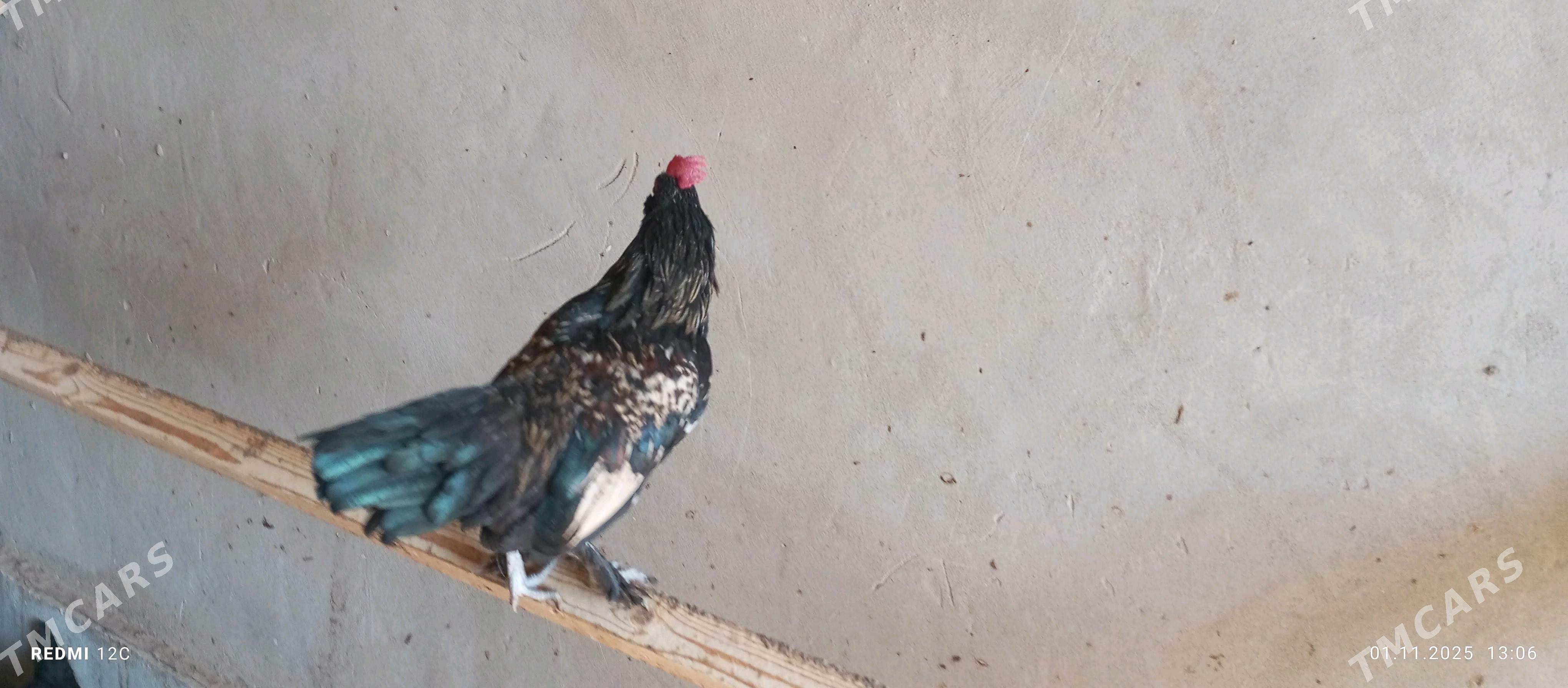 käkkarlik horaz - Векильбазар - img 8