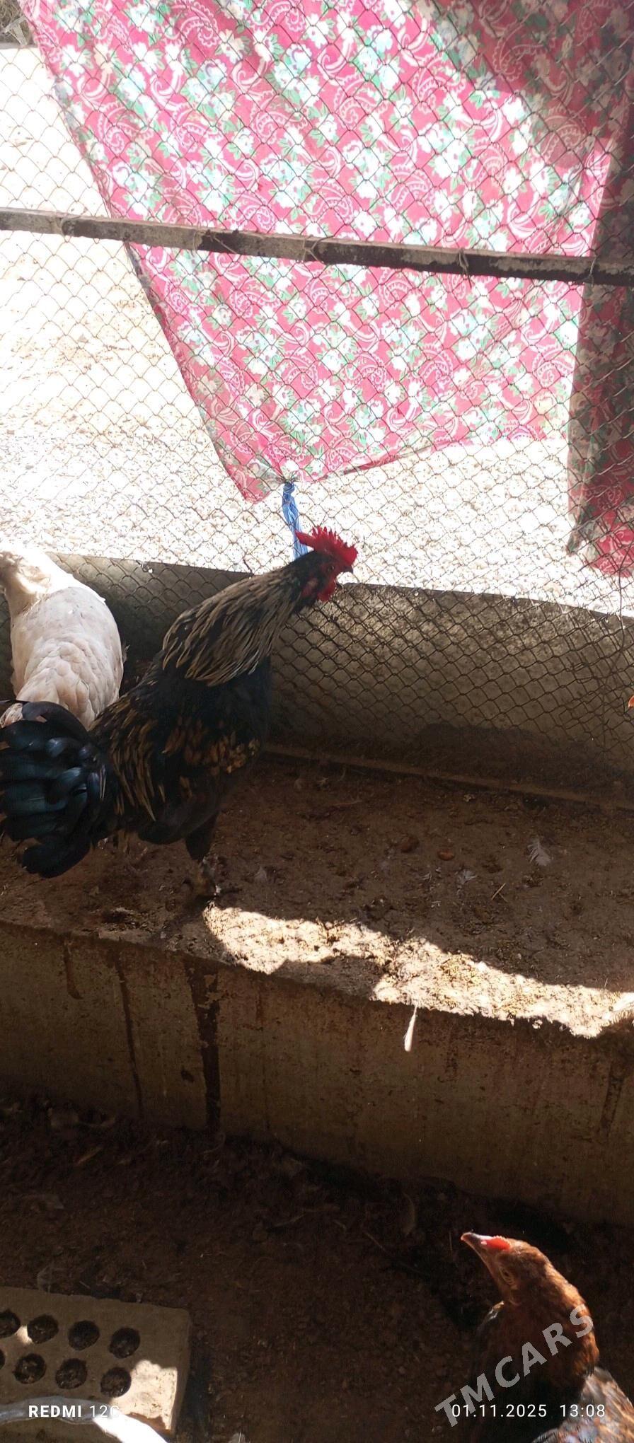 käkkarlik horaz - Векильбазар - img 2