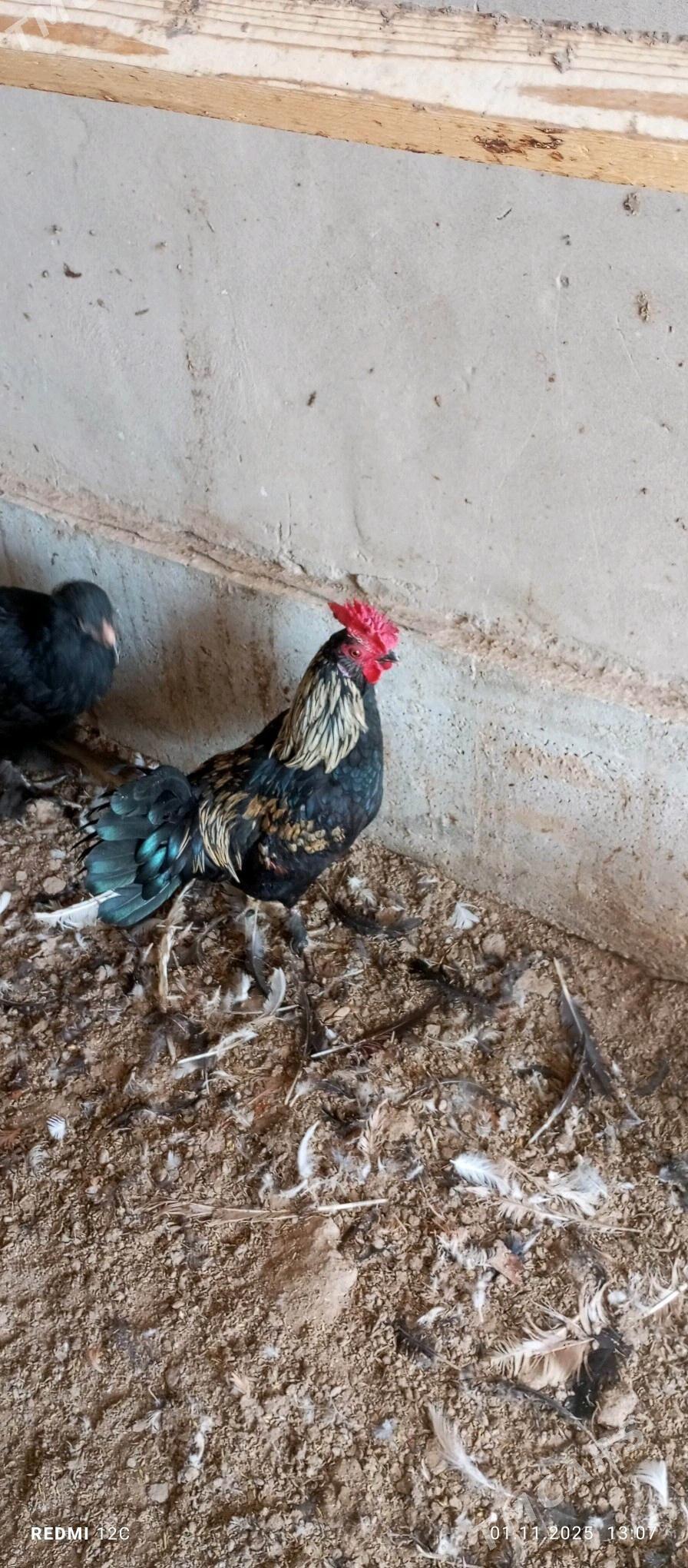 käkkarlik horaz - Векильбазар - img 7