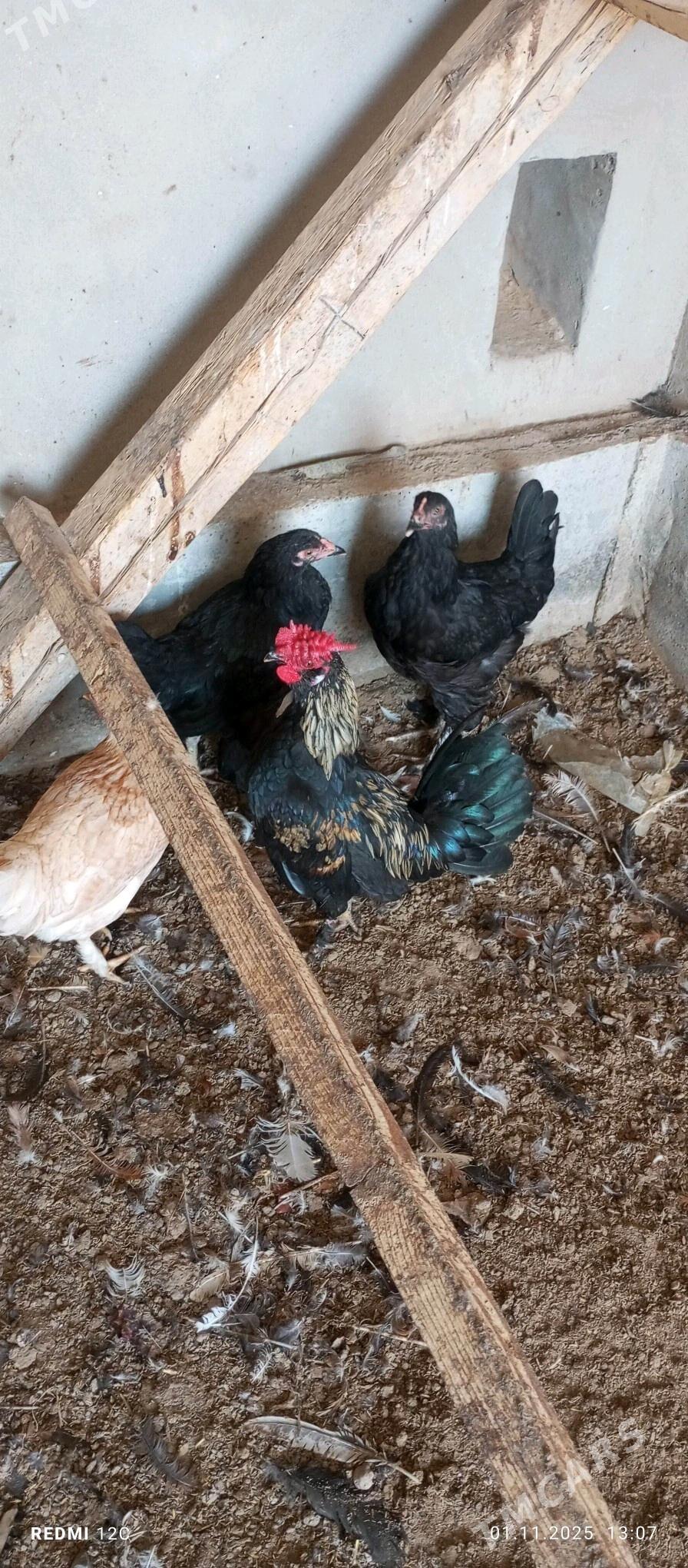 käkkarlik horaz - Векильбазар - img 4