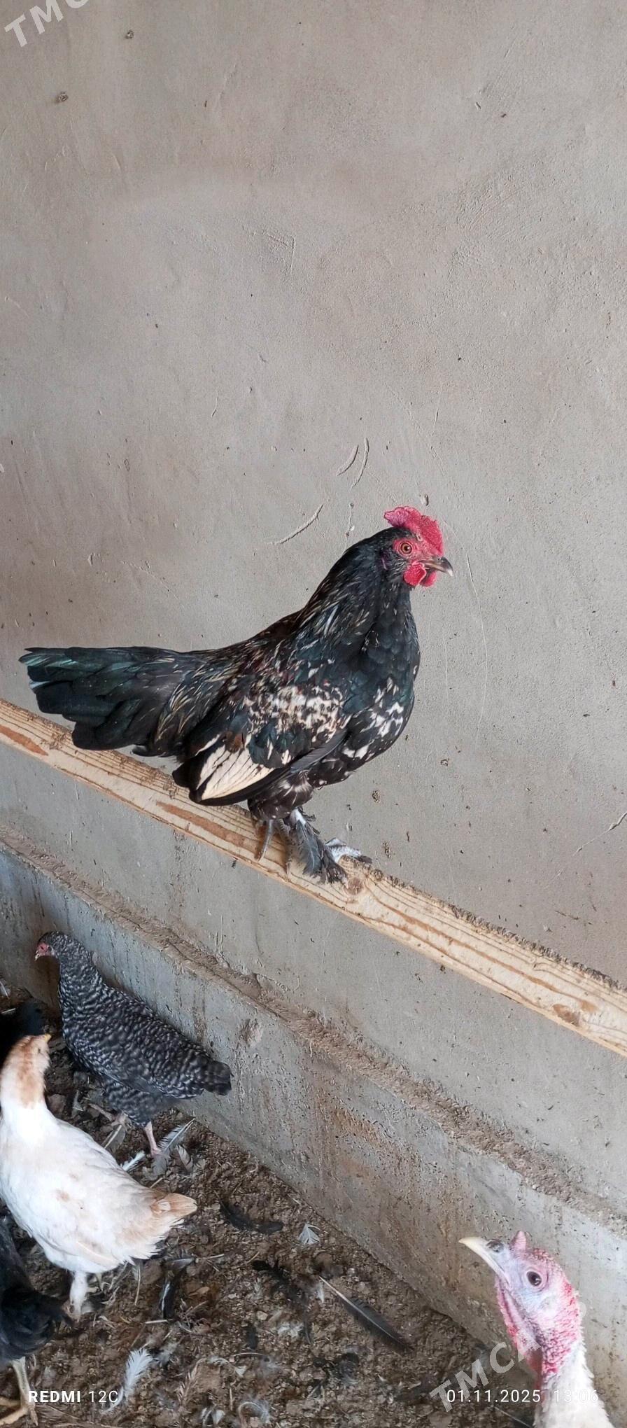 käkkarlik horaz - Векильбазар - img 9