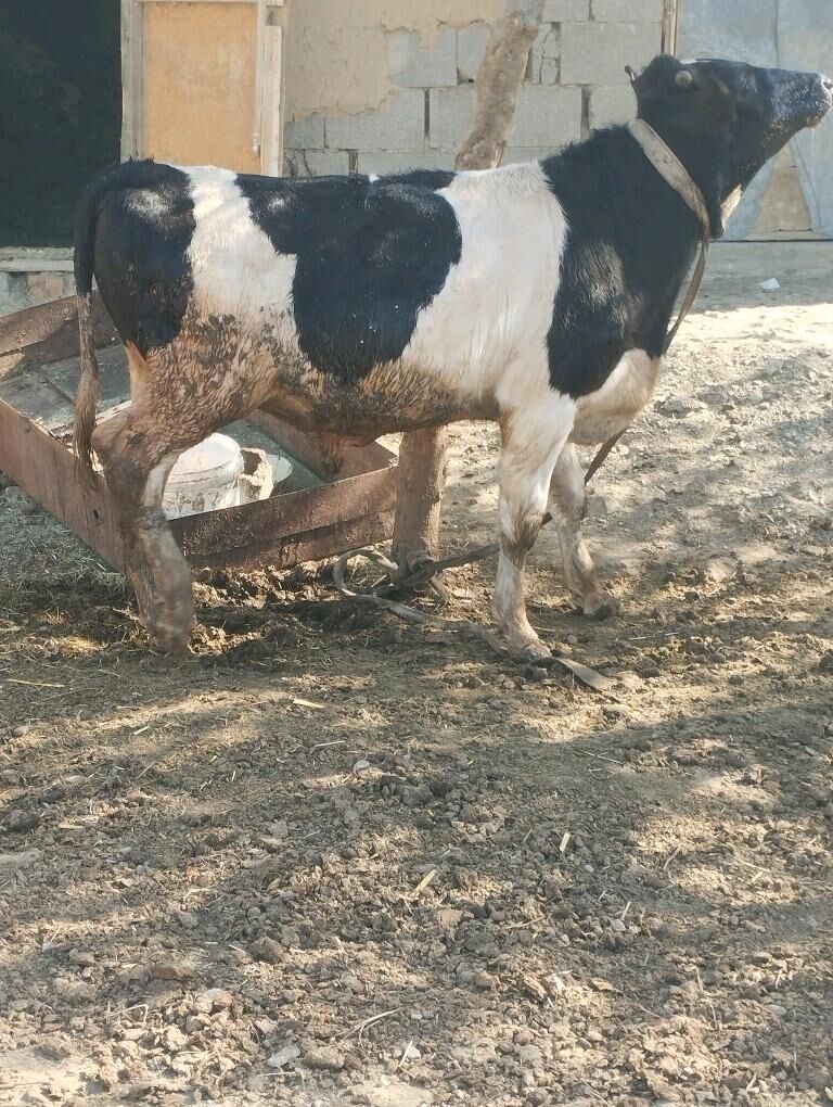 GALİŞTEÝN GİBRİT OKUZ - Бахарден - img 8