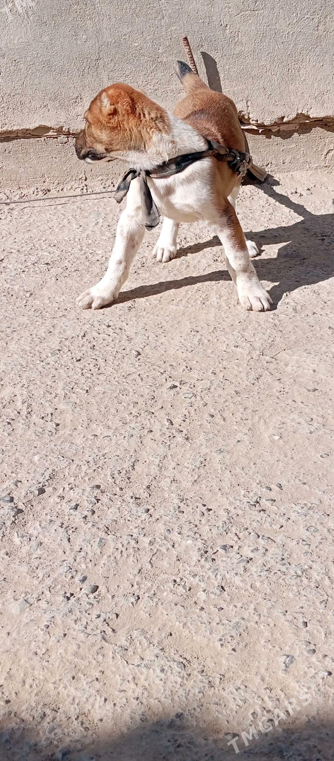 güjük - Köşi - img 2