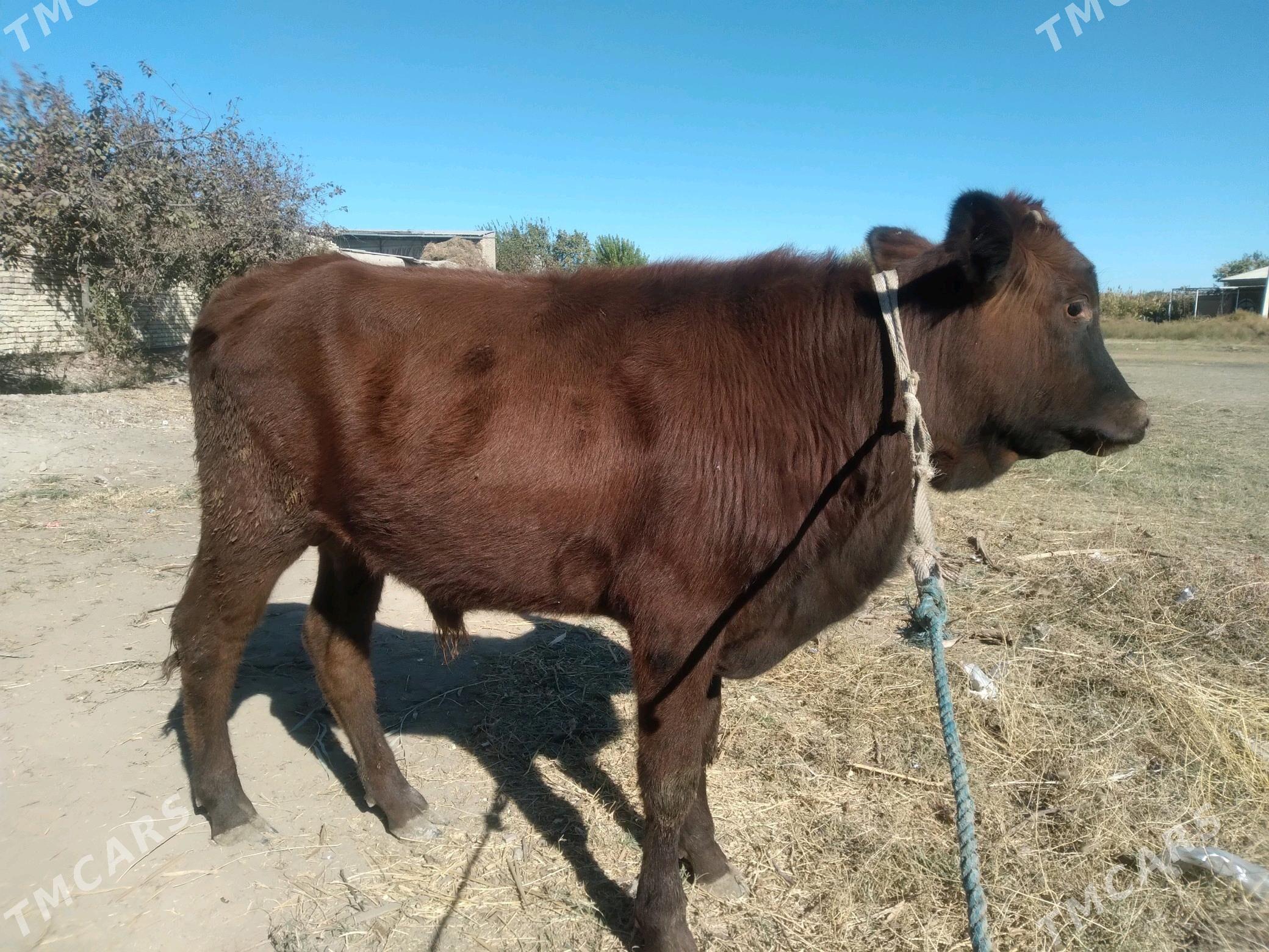 baklyk öküzçeler - Чарджоу - img 2