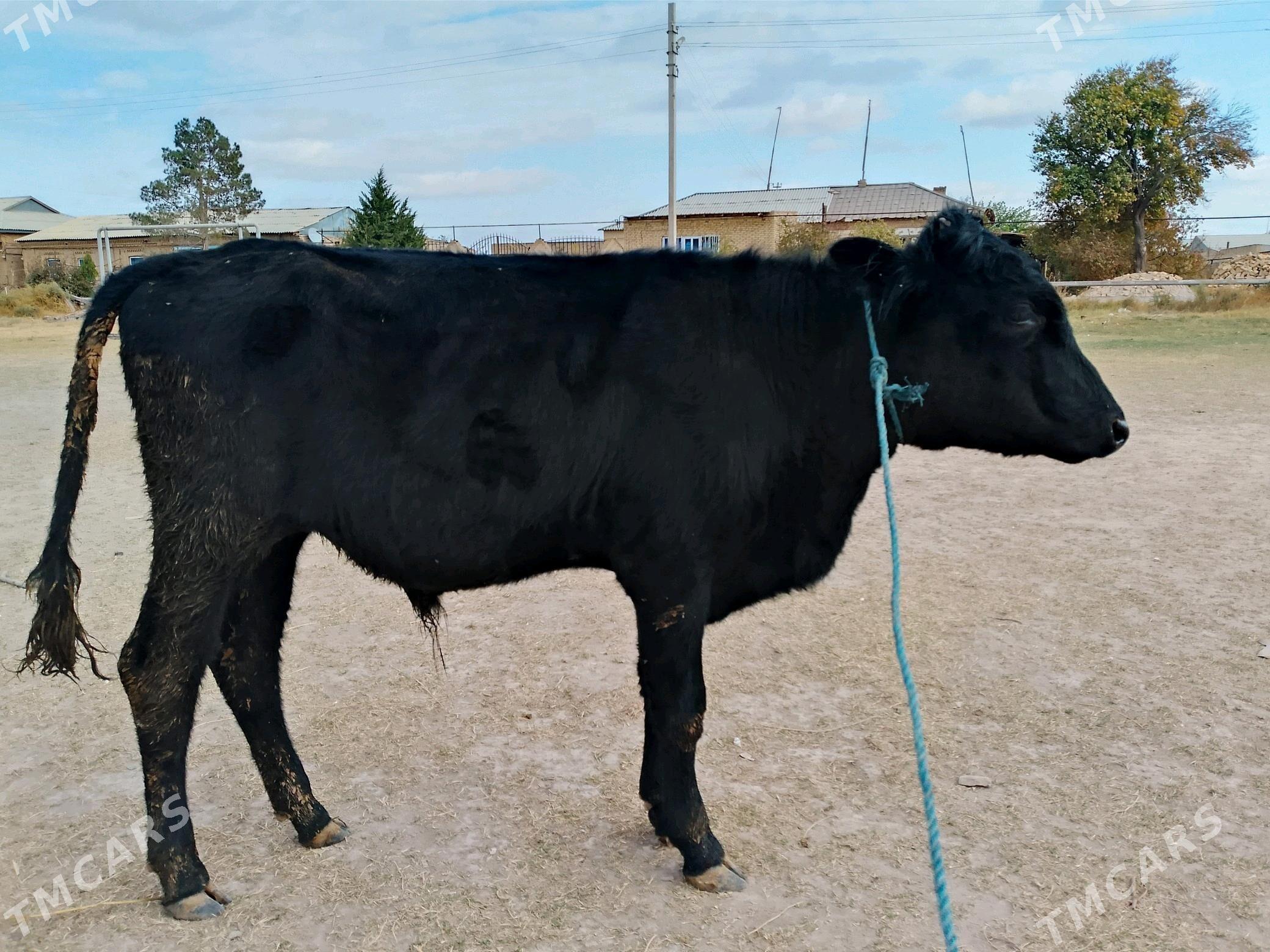 baklyk öküzçeler - Чарджоу - img 3