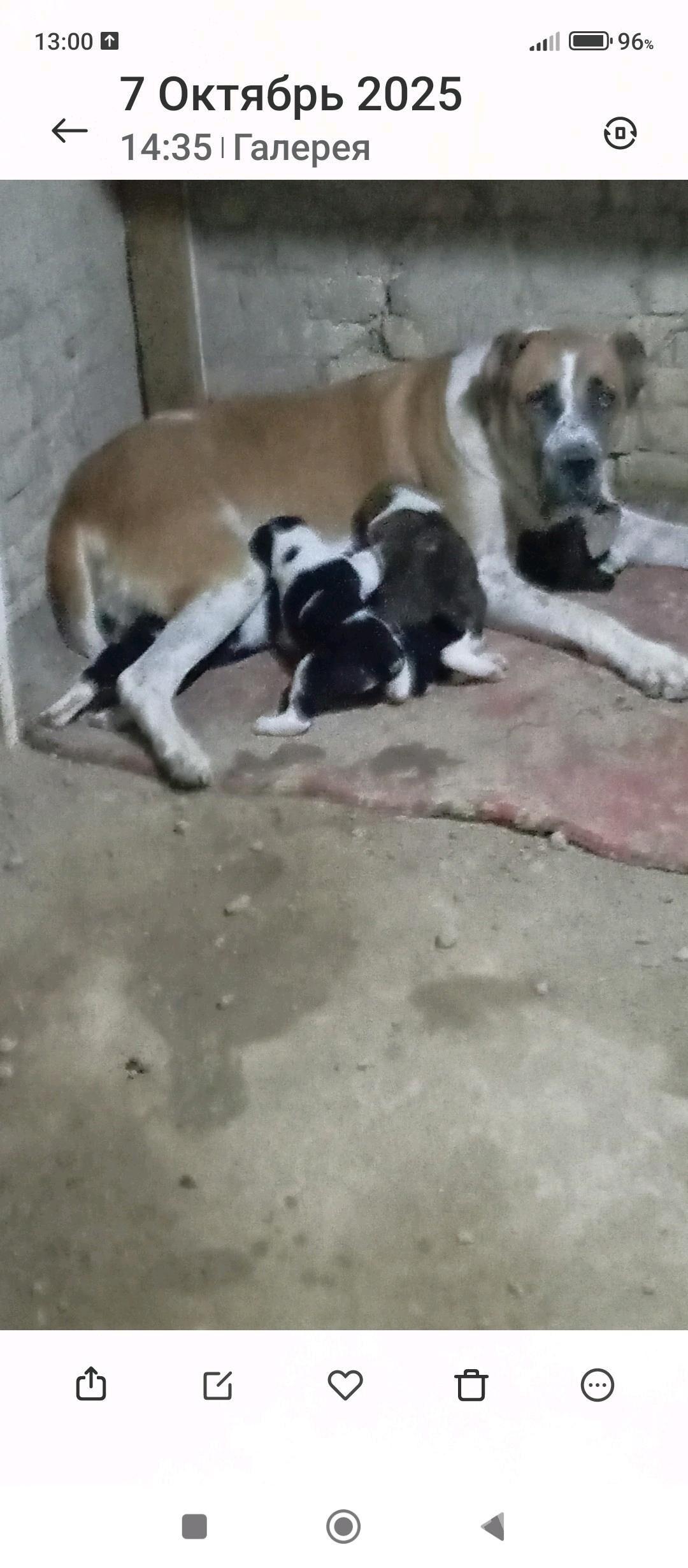 güjük - Köşi - img 5