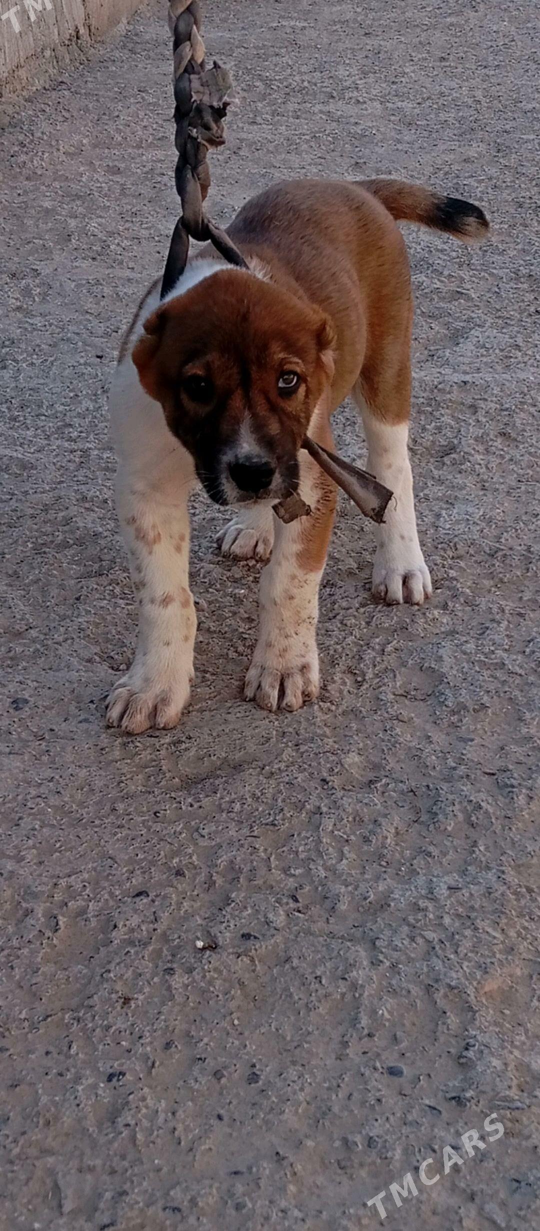 güjük - Köşi - img 3