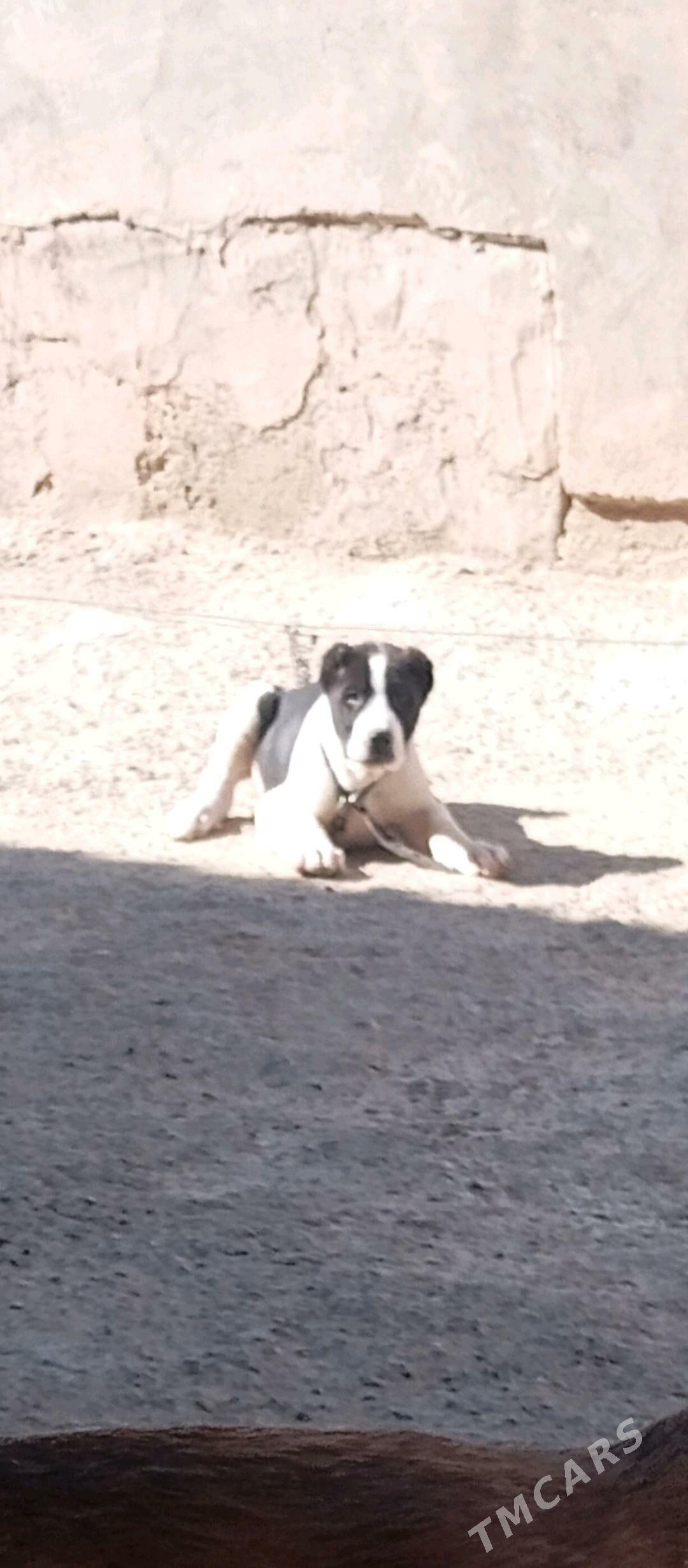 güjük - Köşi - img 1