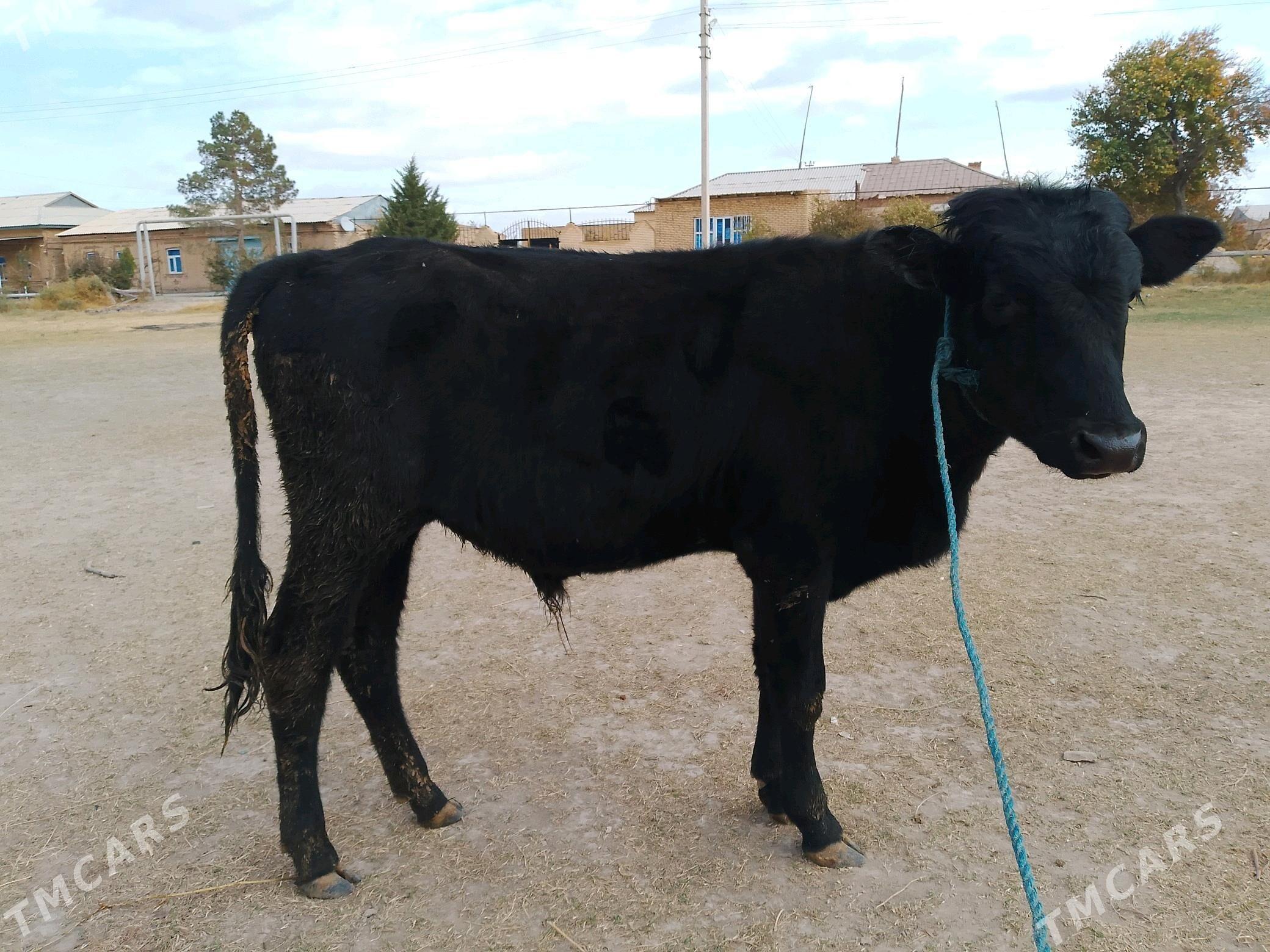 baklyk öküzçeler - Чарджоу - img 4