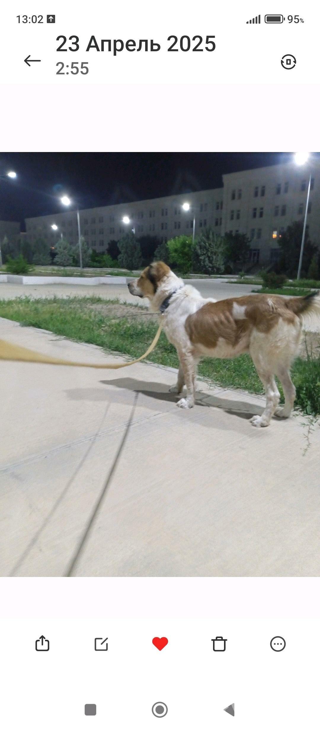 güjük - Köşi - img 4