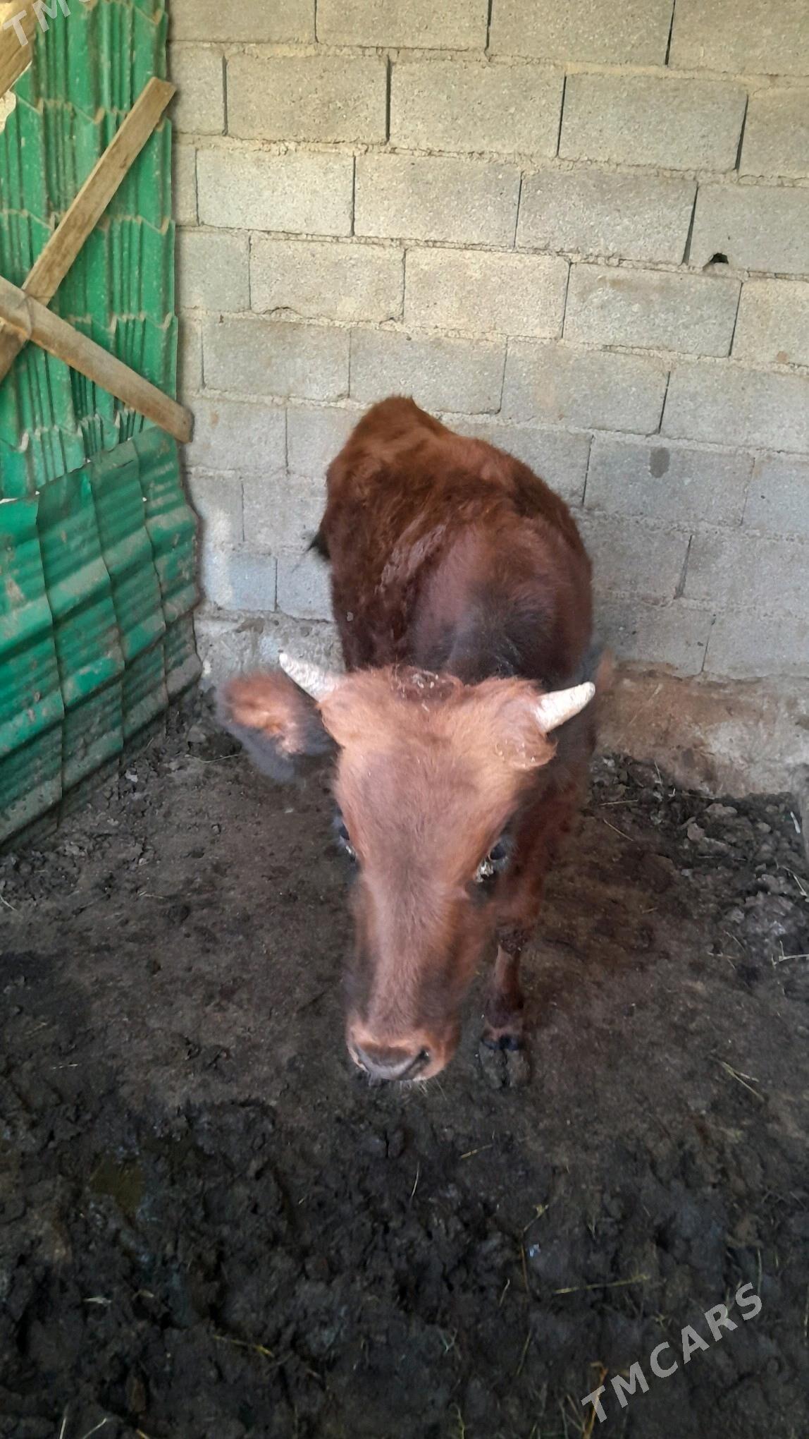 okuz - Ýalkym - img 3