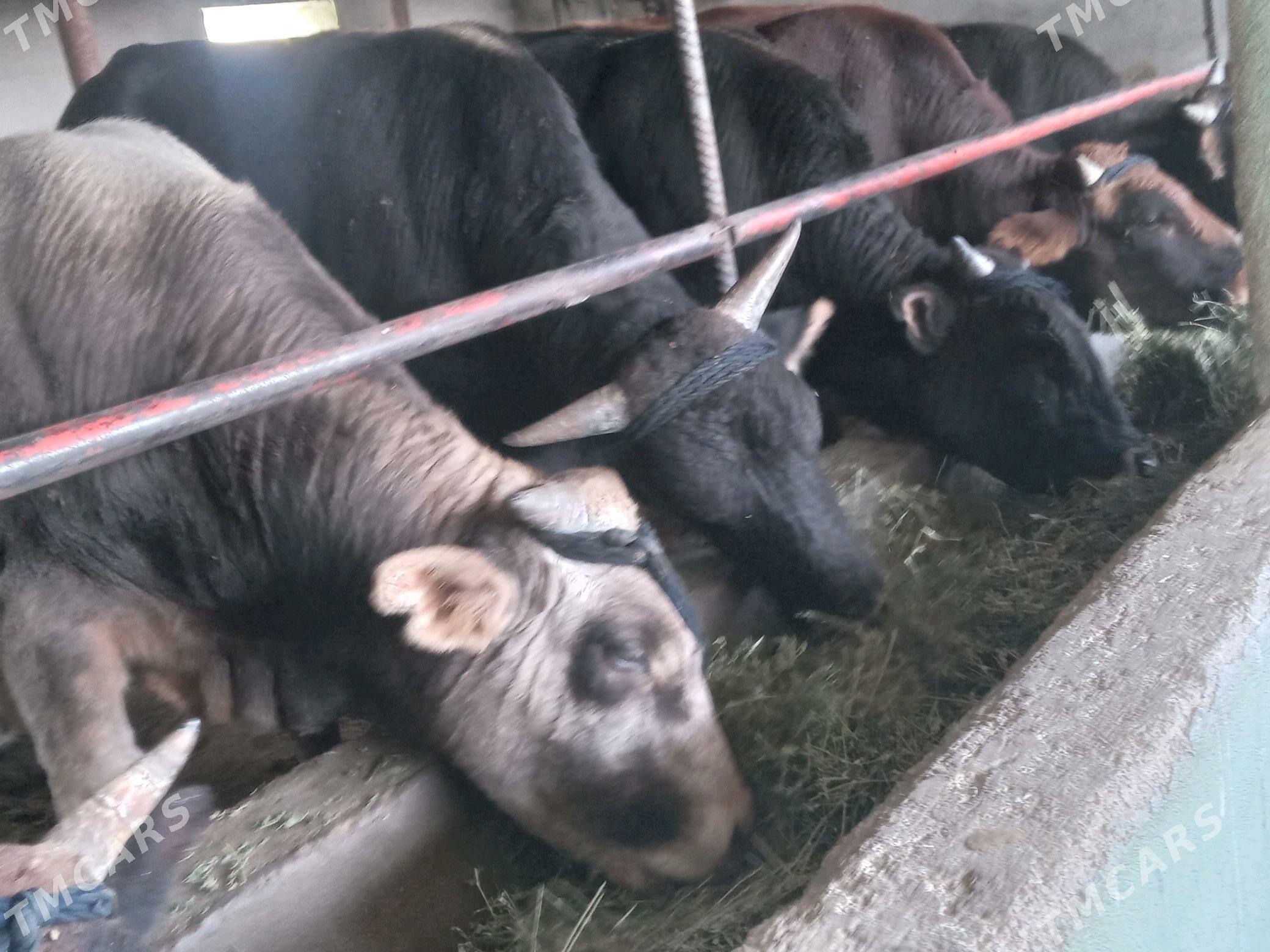 okizler - Büzmeýin - img 1