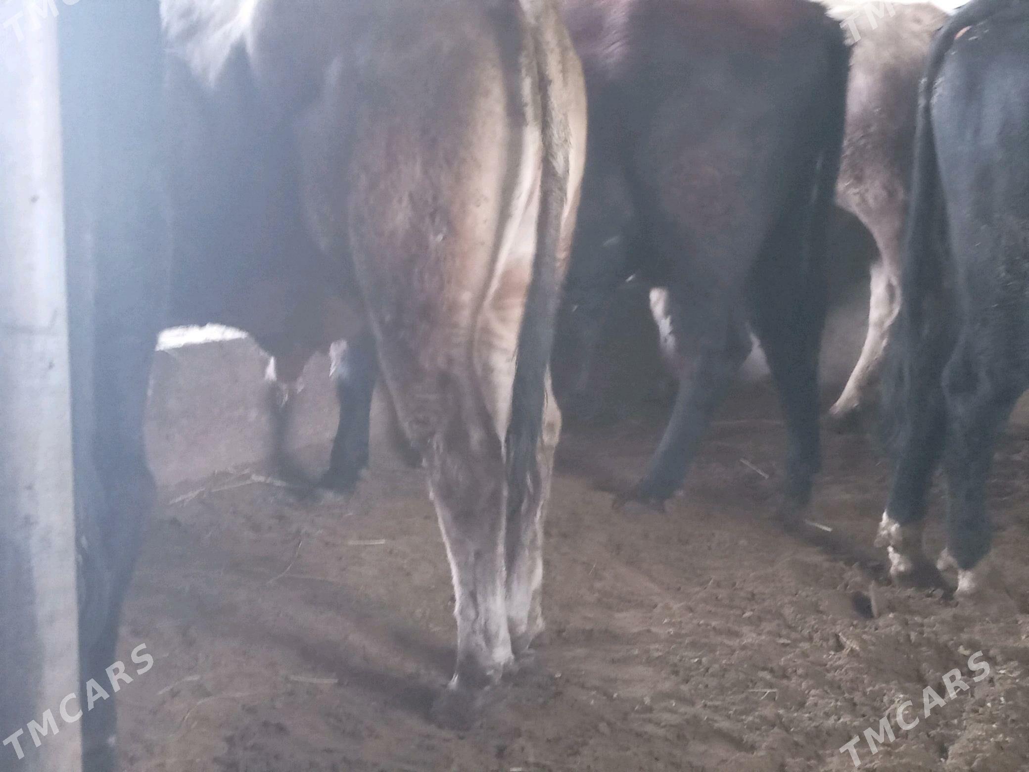 okizler - Büzmeýin - img 3