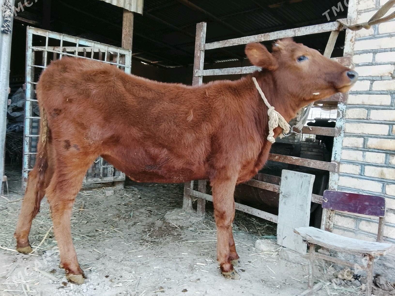 Gulajynlar - Мары - img 2