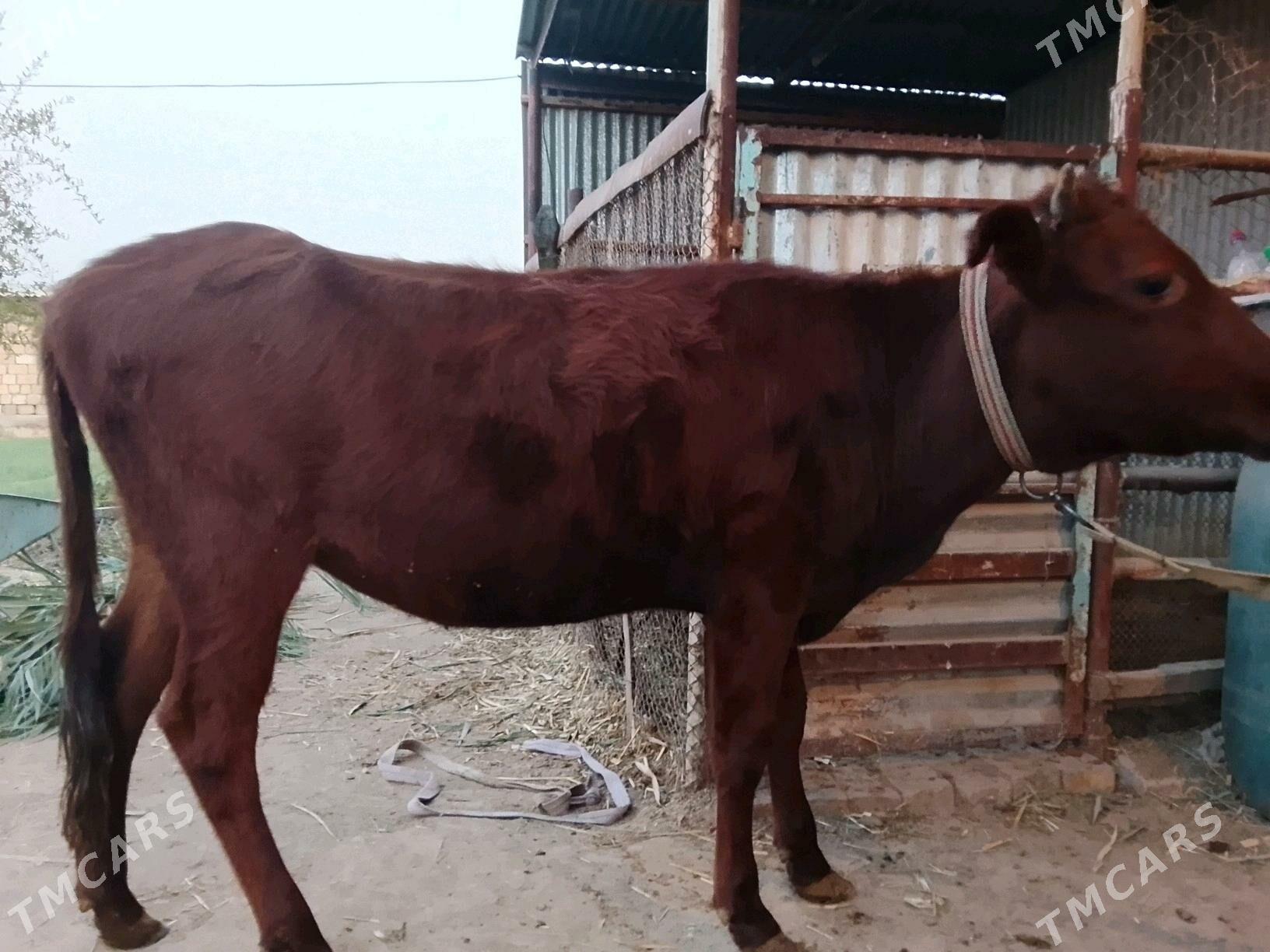 Gulajynlar - Мары - img 3