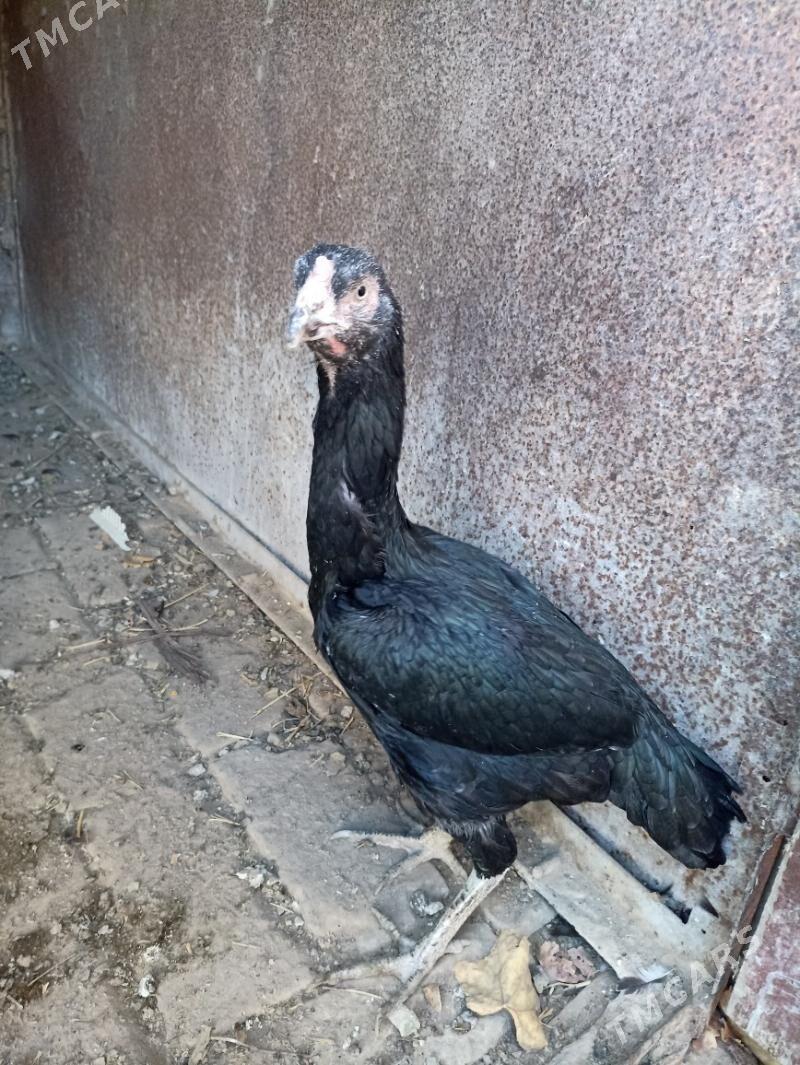 Towuk - Сакар - img 1