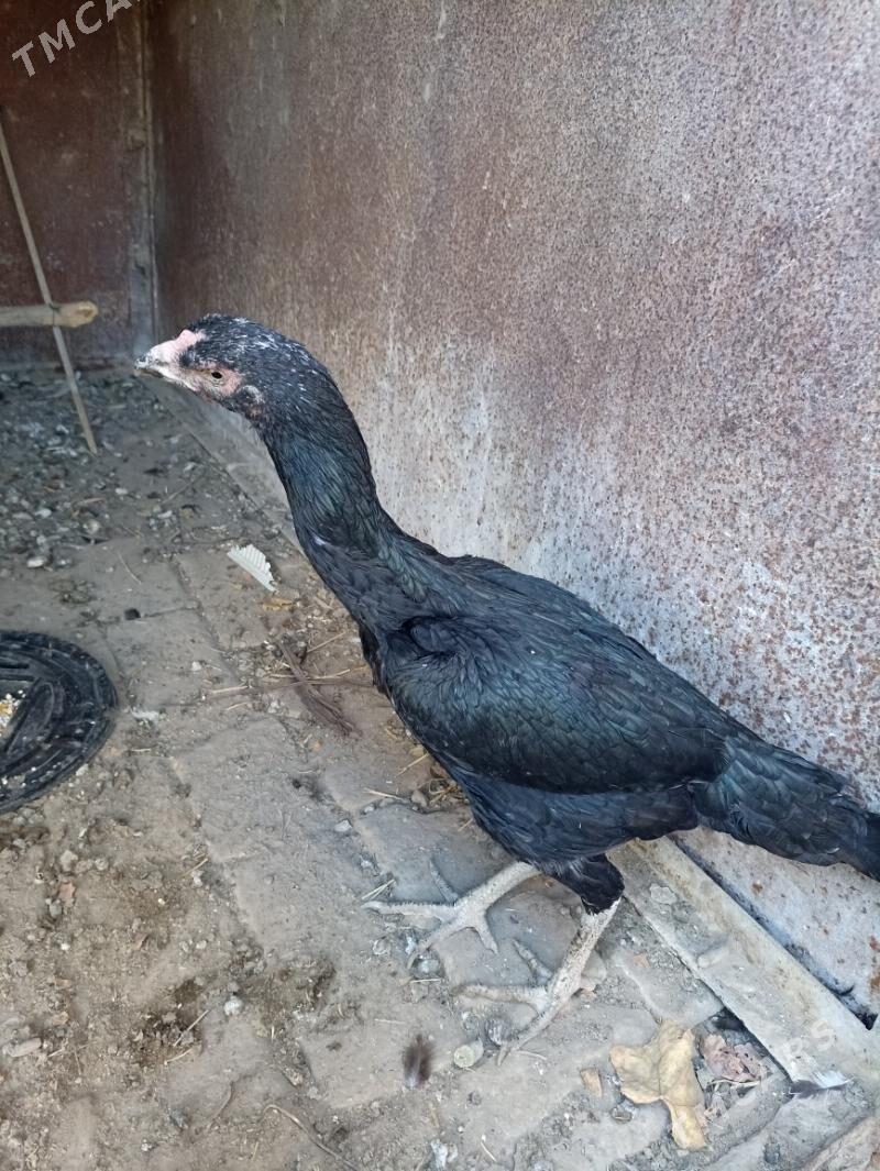 Towuk - Сакар - img 3