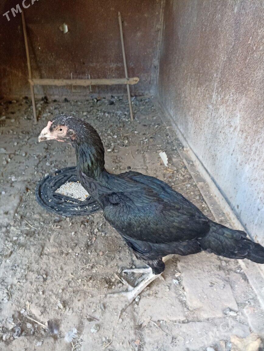 Towuk - Сакар - img 4