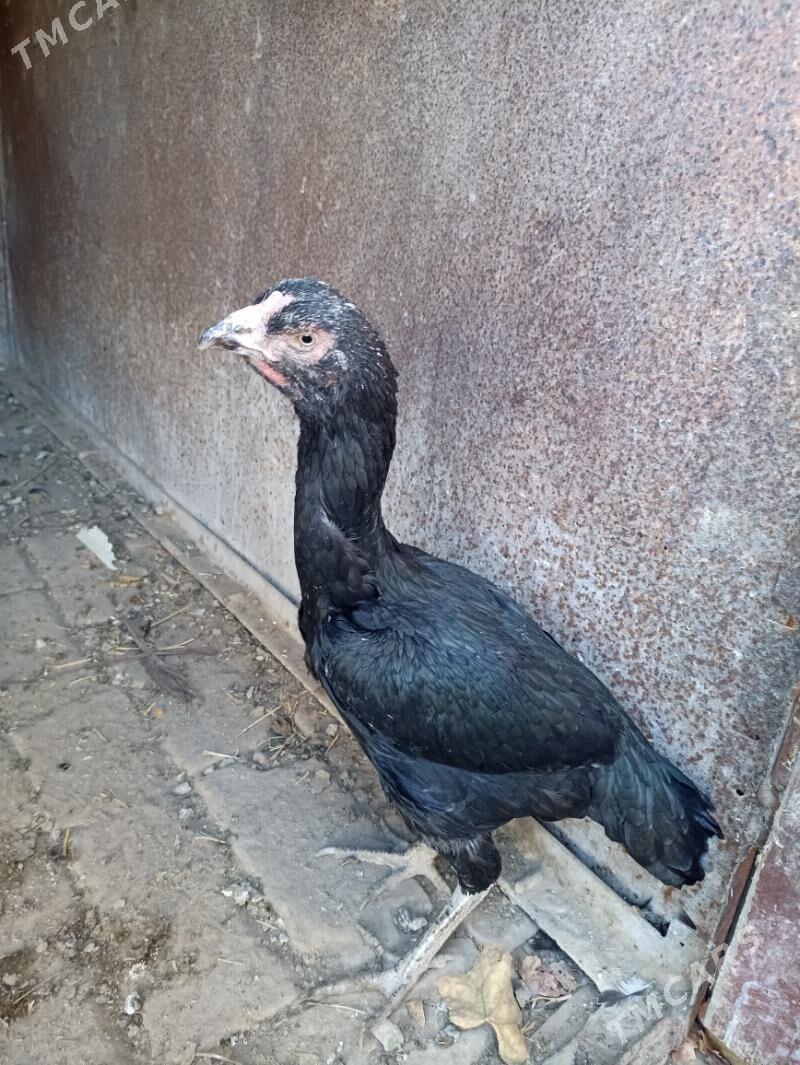 Towuk - Сакар - img 2