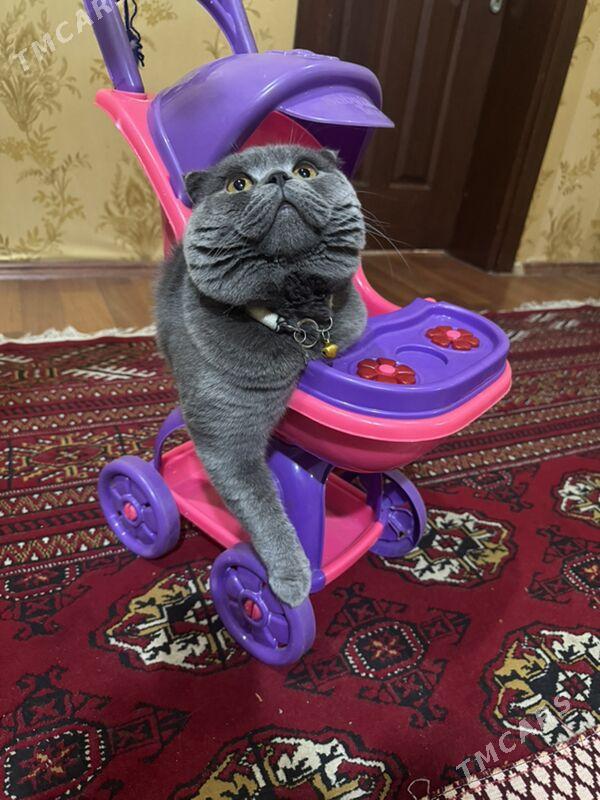 Pişik - Balkanabat - img 4