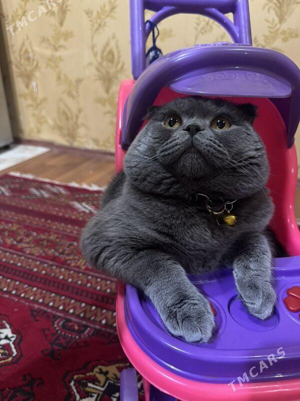 Pişik - Balkanabat - img 3