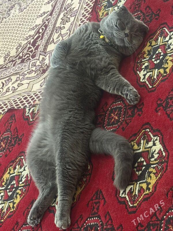 Pişik - Balkanabat - img 2