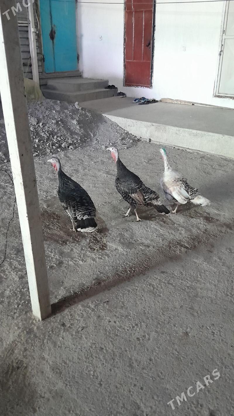 INDUK - Garadamak Şor - img 5