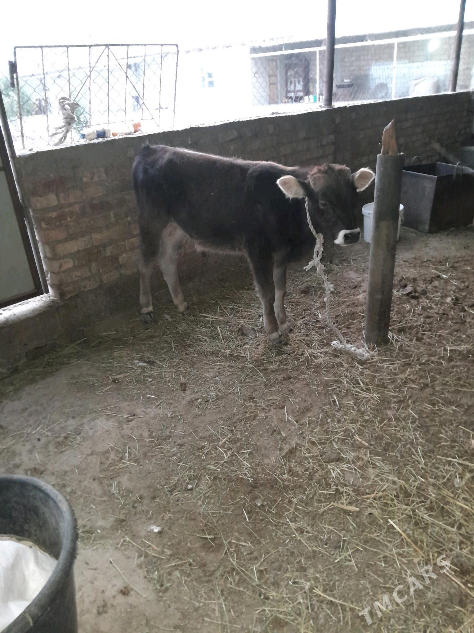 okuz ṣwes - Ak bugdaý etraby - img 2