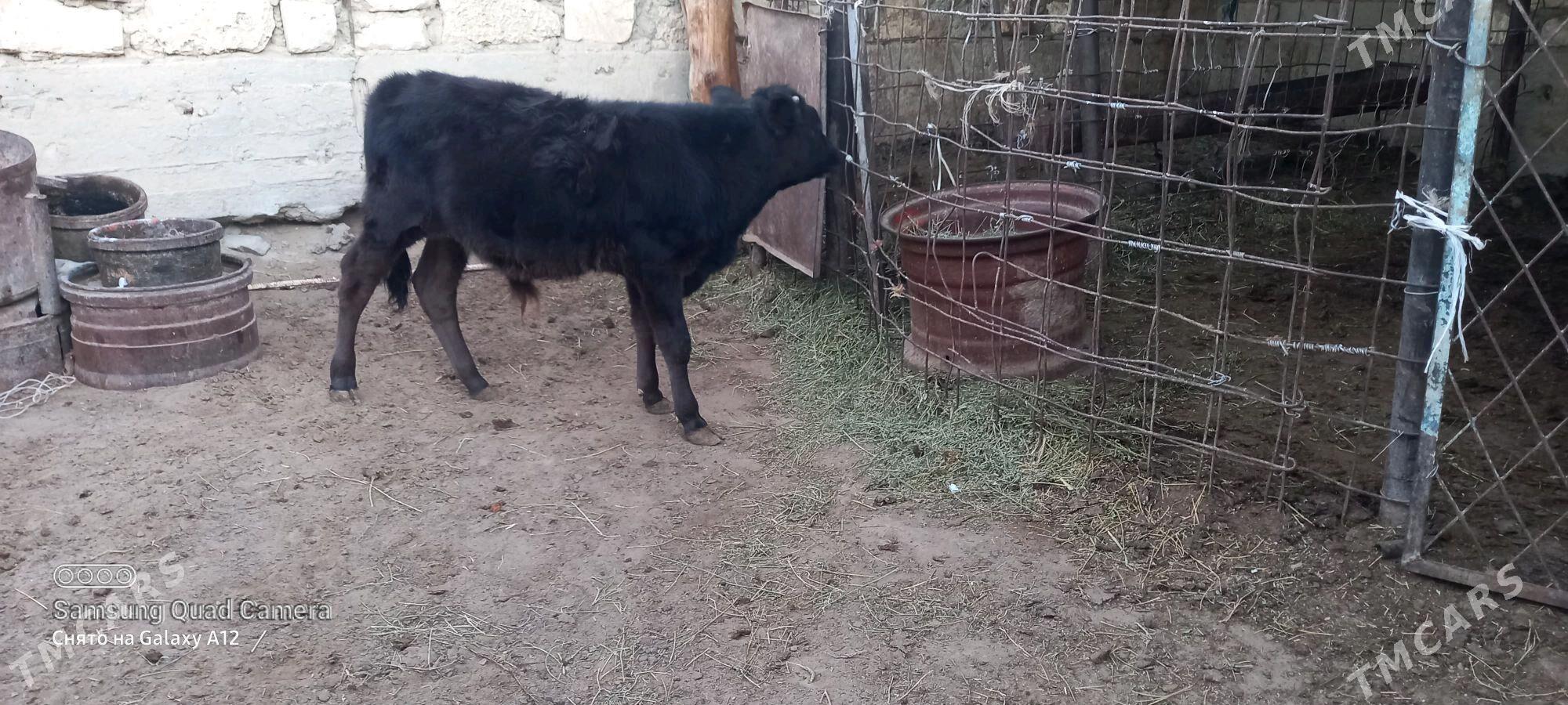 sygyr okuz - Gumdag - img 3