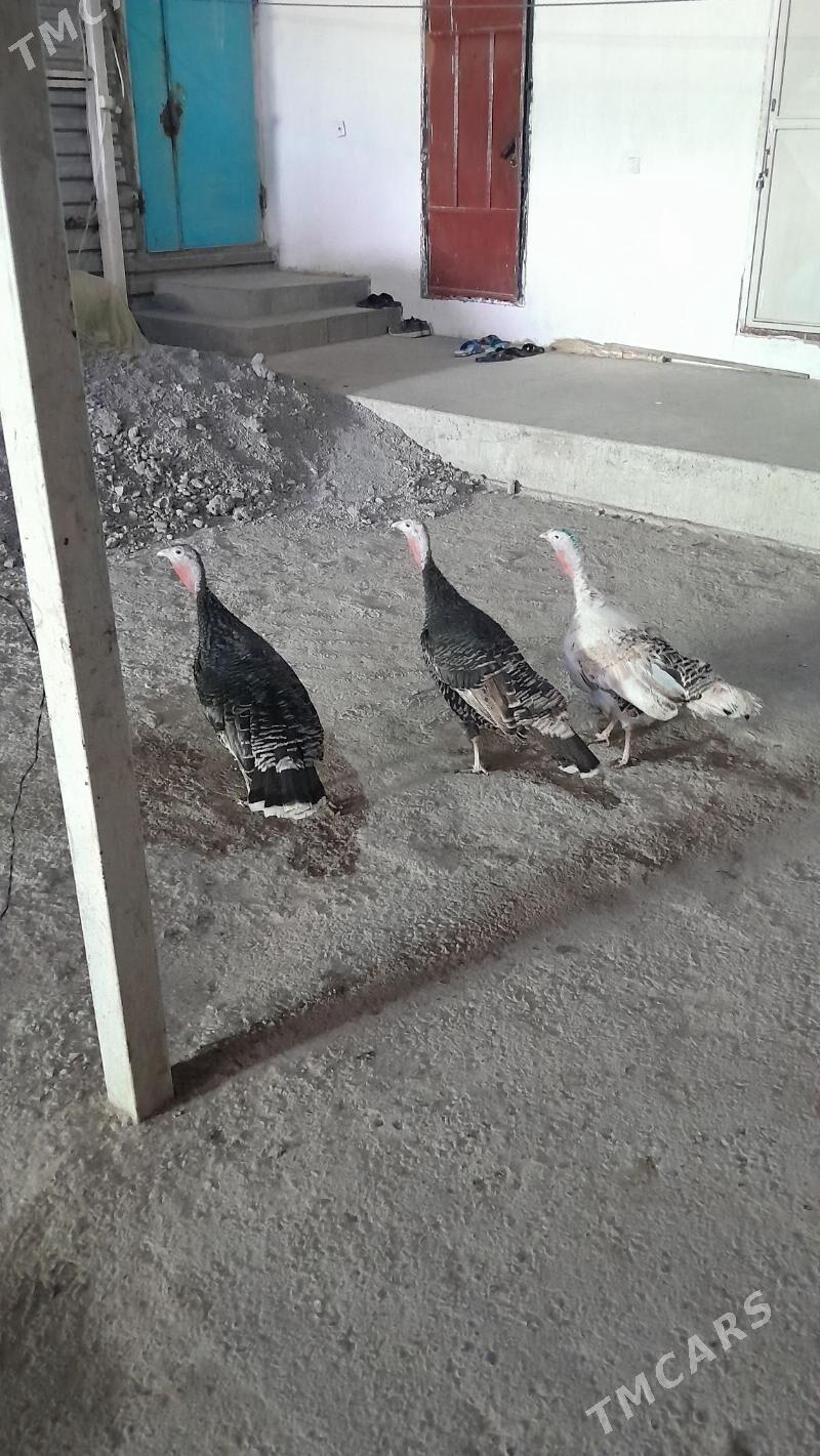 INDUK - Garadamak Şor - img 2